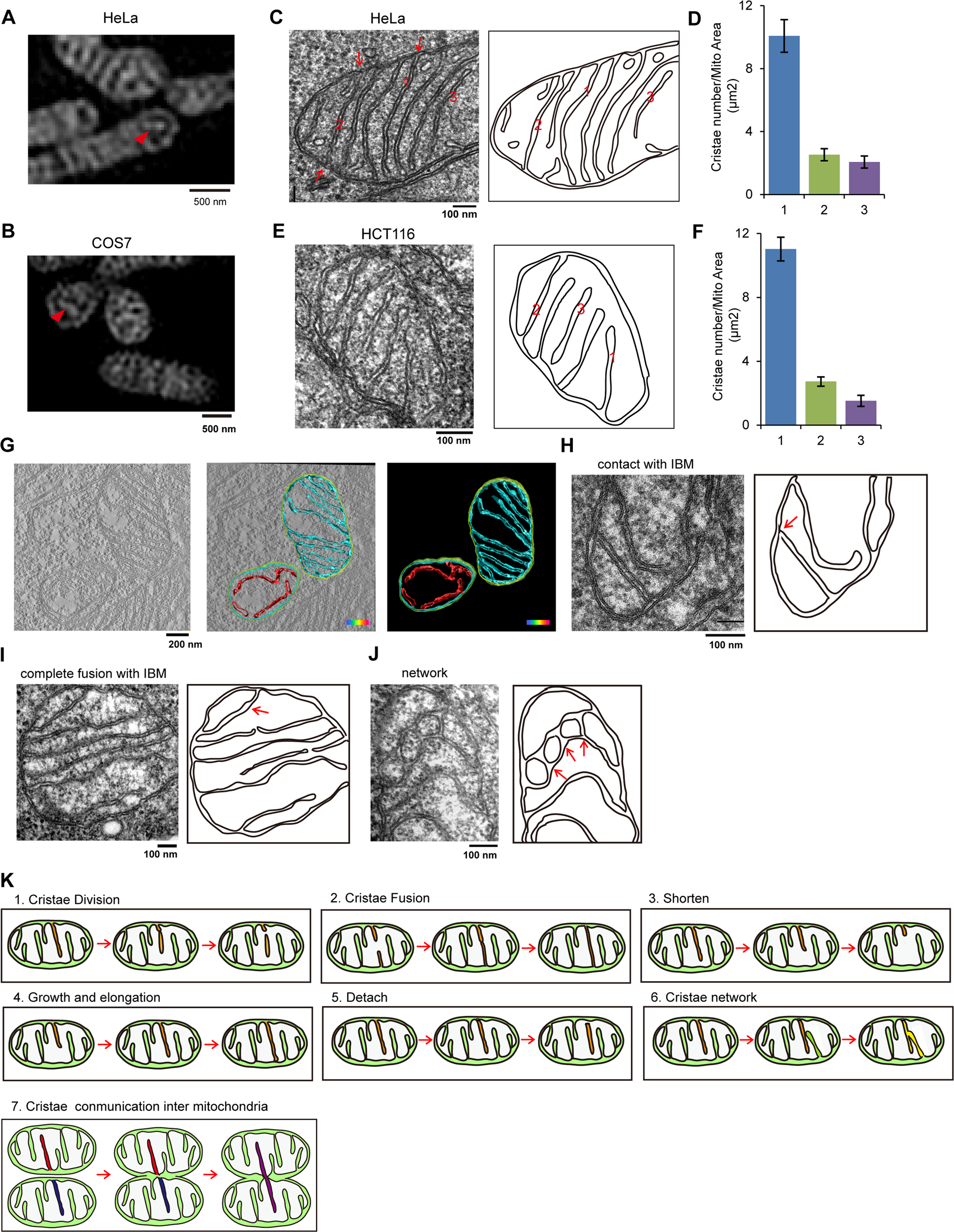 Fig. 3: Mitochondrial cristae types and dynamic events.