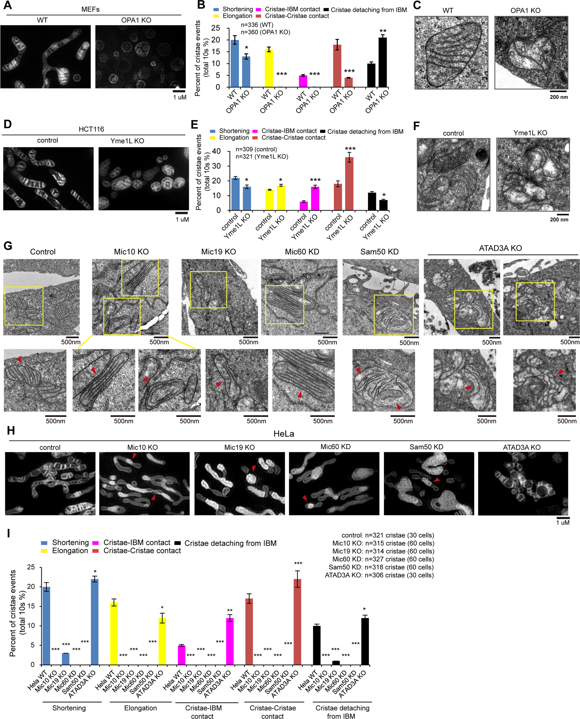 Fig. 4: Mitochondrial cristae dynamics is regulated by OPA1, Yme1L, MICOS complex, and ATAD3A.