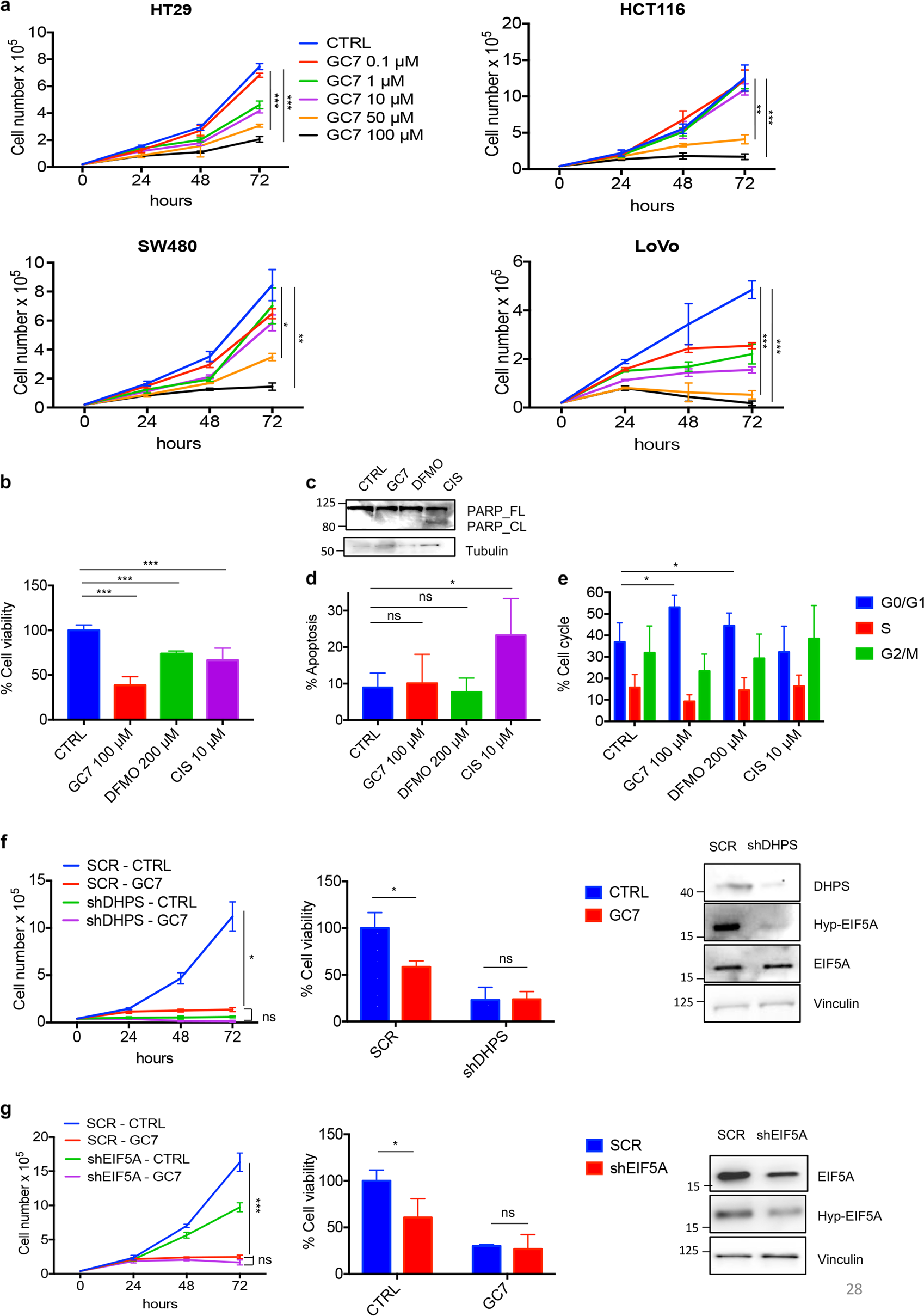 Blockade of EIF5A hypusination limits colorectal cancer growth by  inhibiting MYC elongation | Cell Death & Disease