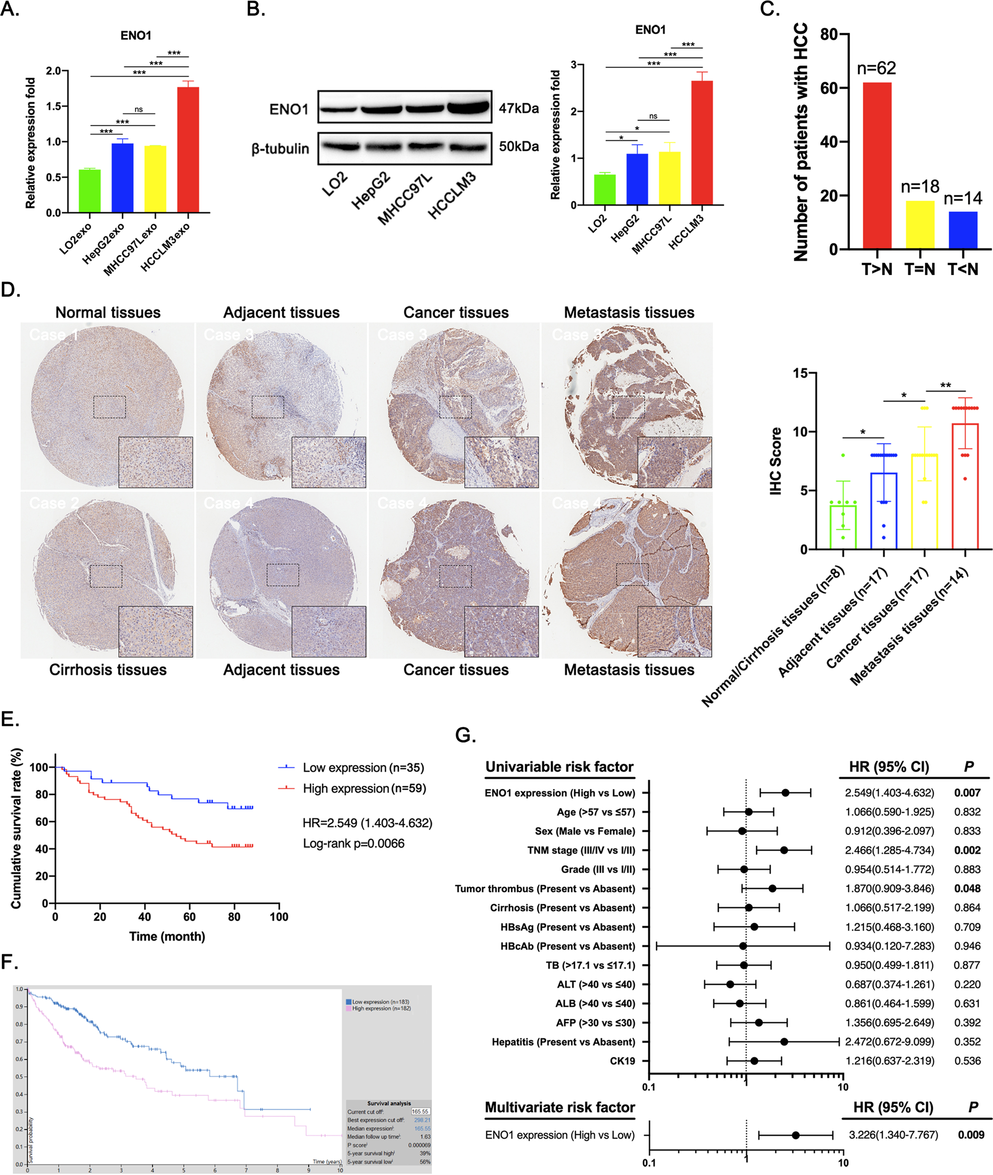 Fig. 3: Increased ENO1 expression is correlated with poor prognosis of HCC patients.