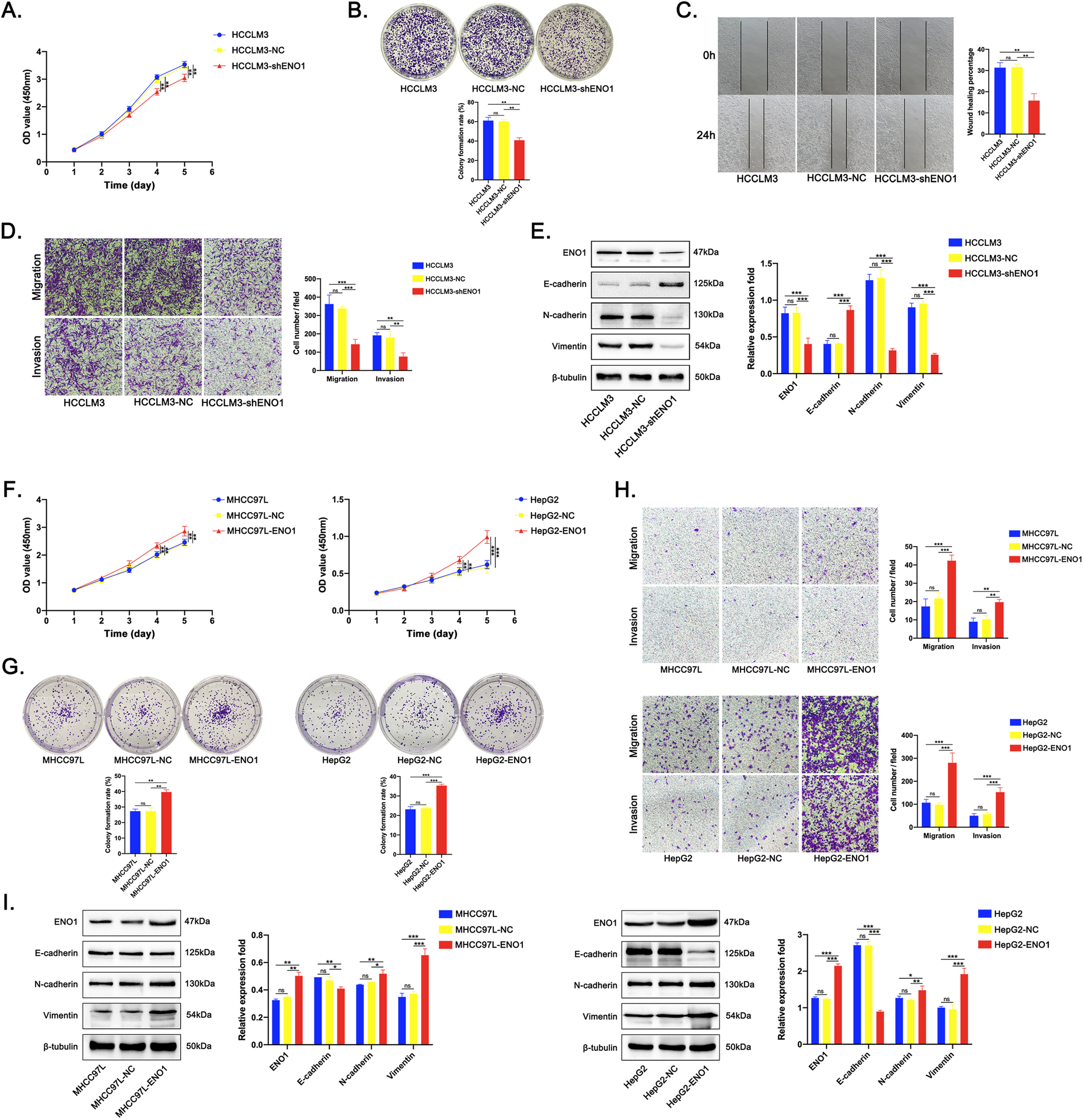 Fig. 4: ENO1 promotes HCC cell proliferation, migration and invasion and EMT in vitro.