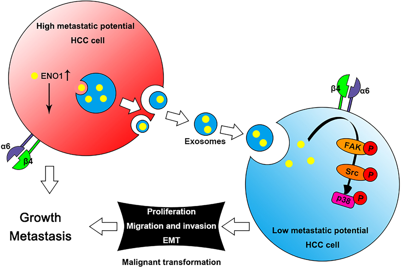 Fig. 7: Schematic diagram of the role of exosome-derived ENO1 in HCC growth and metastasis.