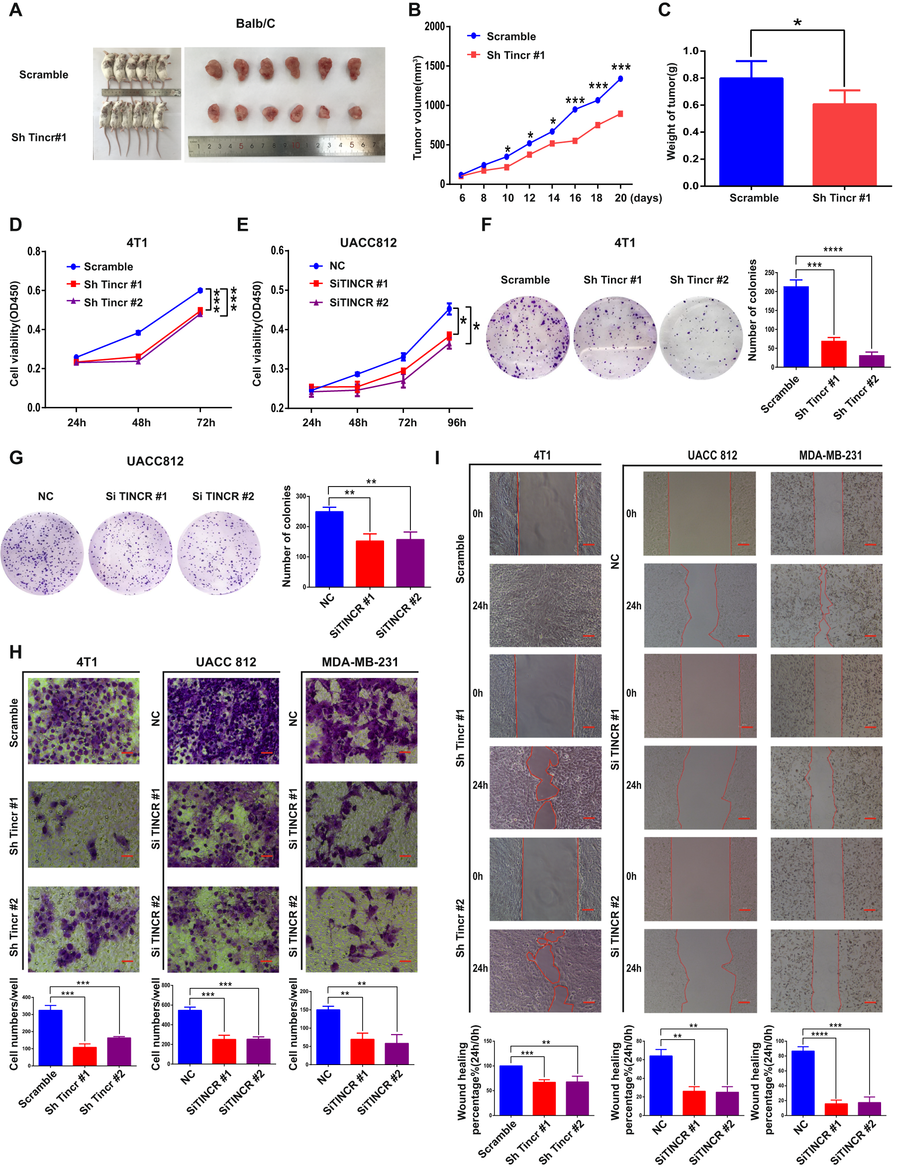 Fig. 3: TINCR promotes tumor growth in vivo and in vitro.