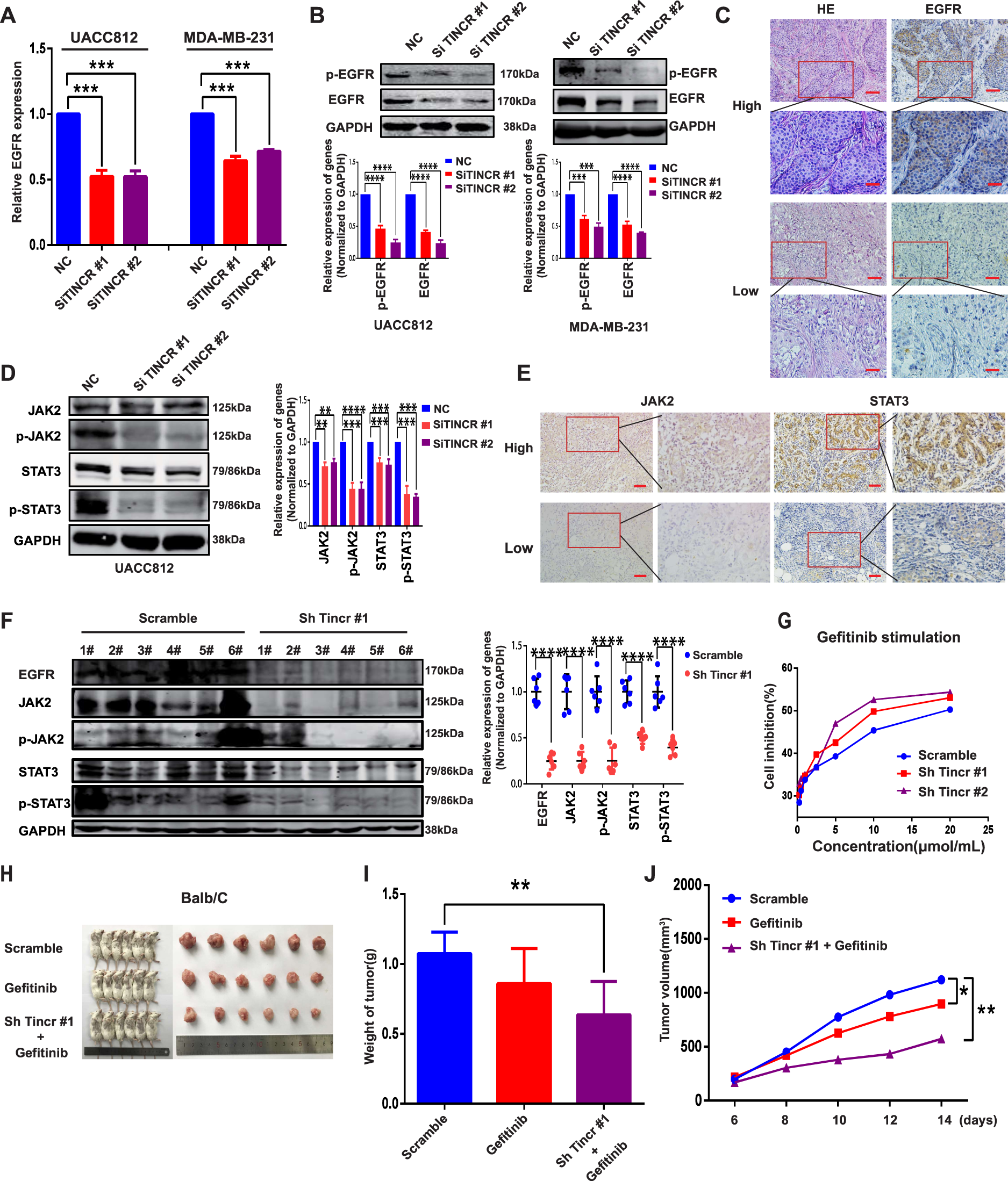 Fig. 4: TINCR regulates EGFR expression and downstream signaling in human cancer.