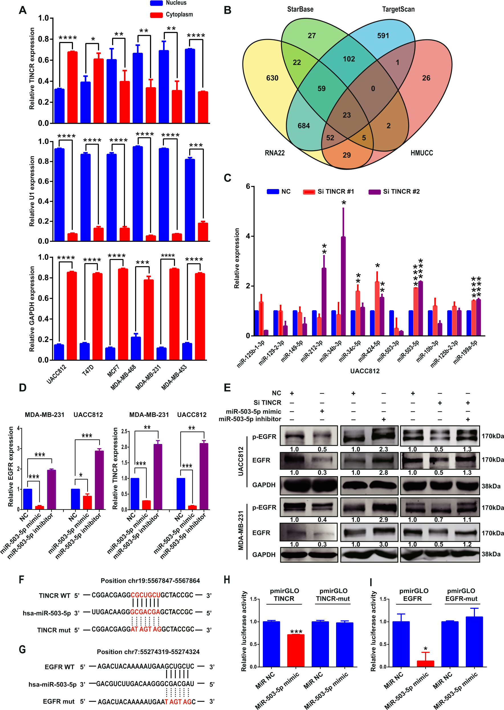 Fig. 5: TINCR promotes EGFR expression by acting as a ceRNA.