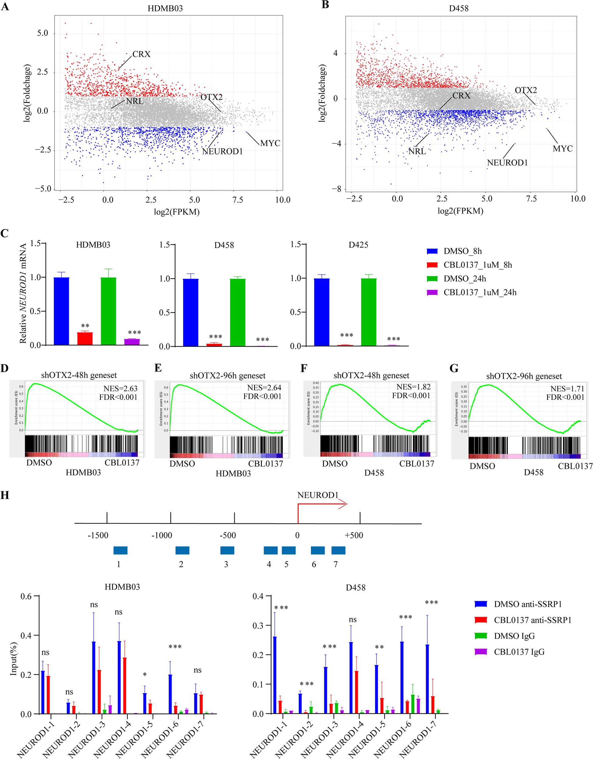 Fig. 7: CBL0137 decreases the transcription of NEUROD1 and OTX2-associated genes.