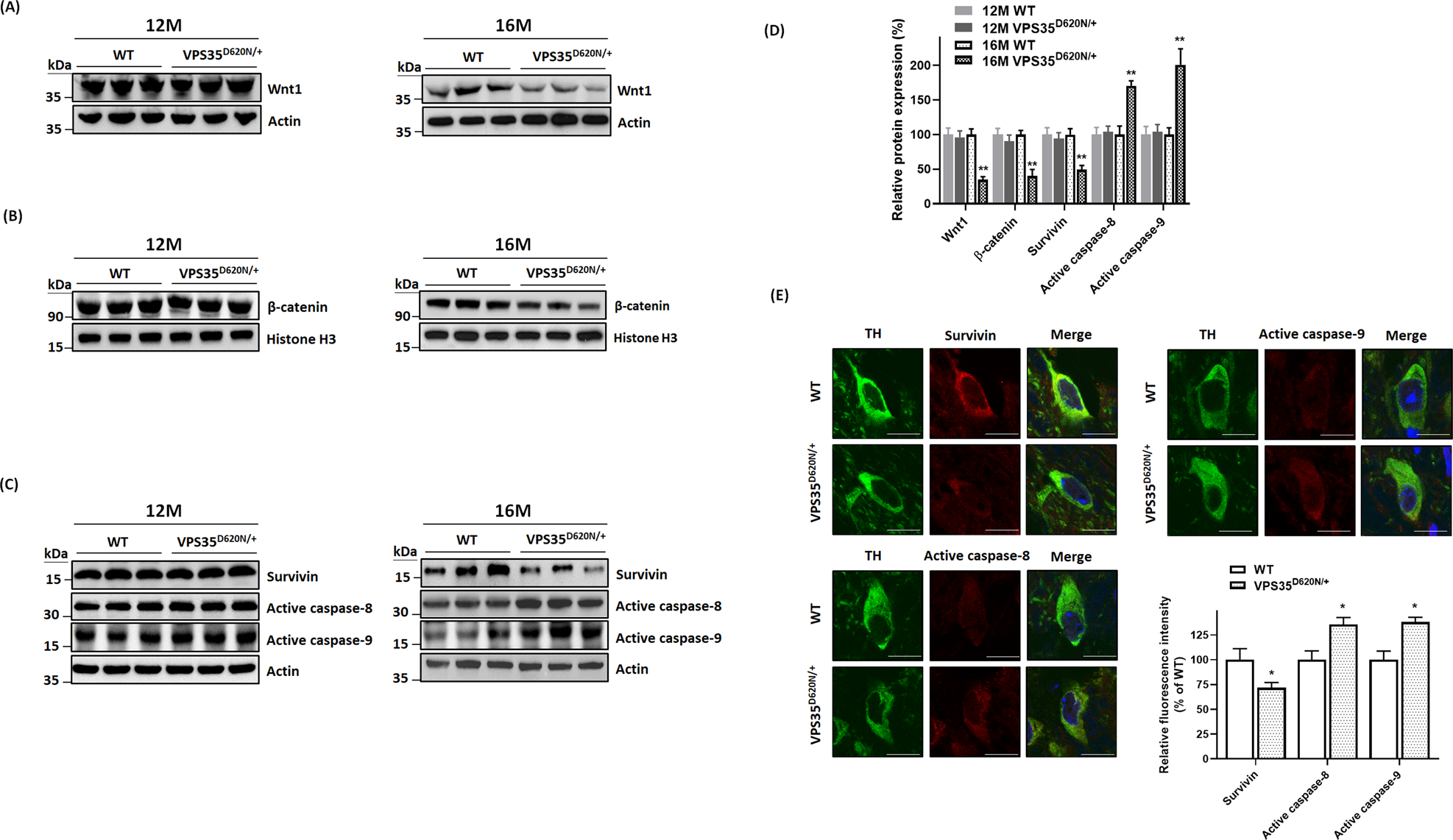 Fig. 5: Impaired activity of Wnt/β-catenin signaling cascade and activation of caspase-9 or caspase-8 are found in SN of heterozygous VPS35D620N/+ mice aged 16 months.
