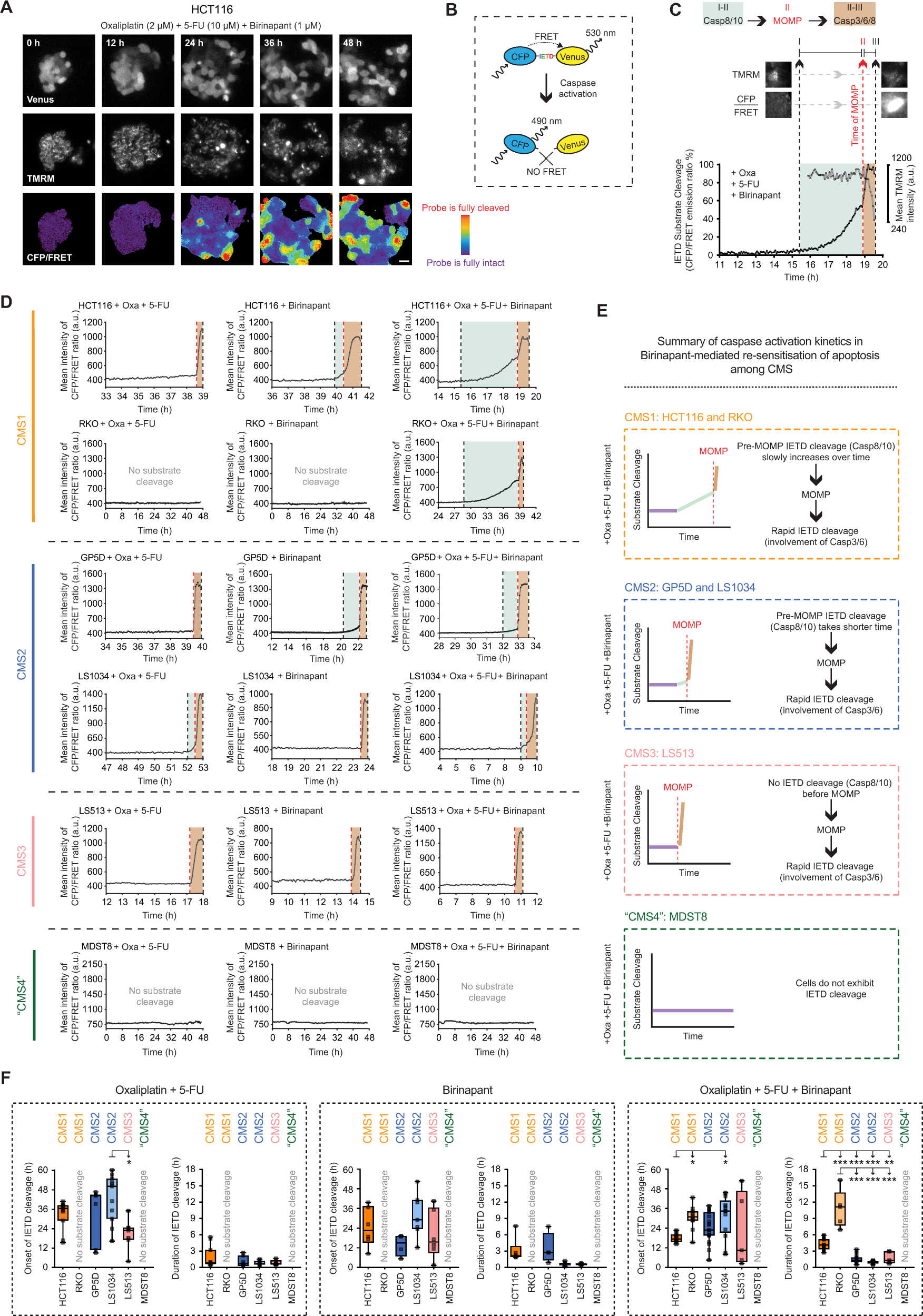 Fig. 3: CMS subtypes show distinct differences in caspase activation kinetics in response to co-treatment of Birinapant and chemotherapy.