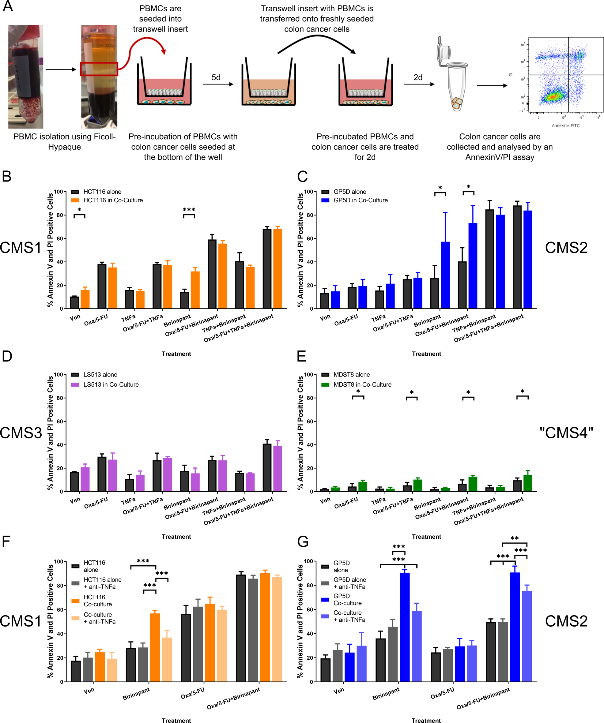 Fig. 4: Co-culture of colon cancer cell lines with healthy PBMCs.