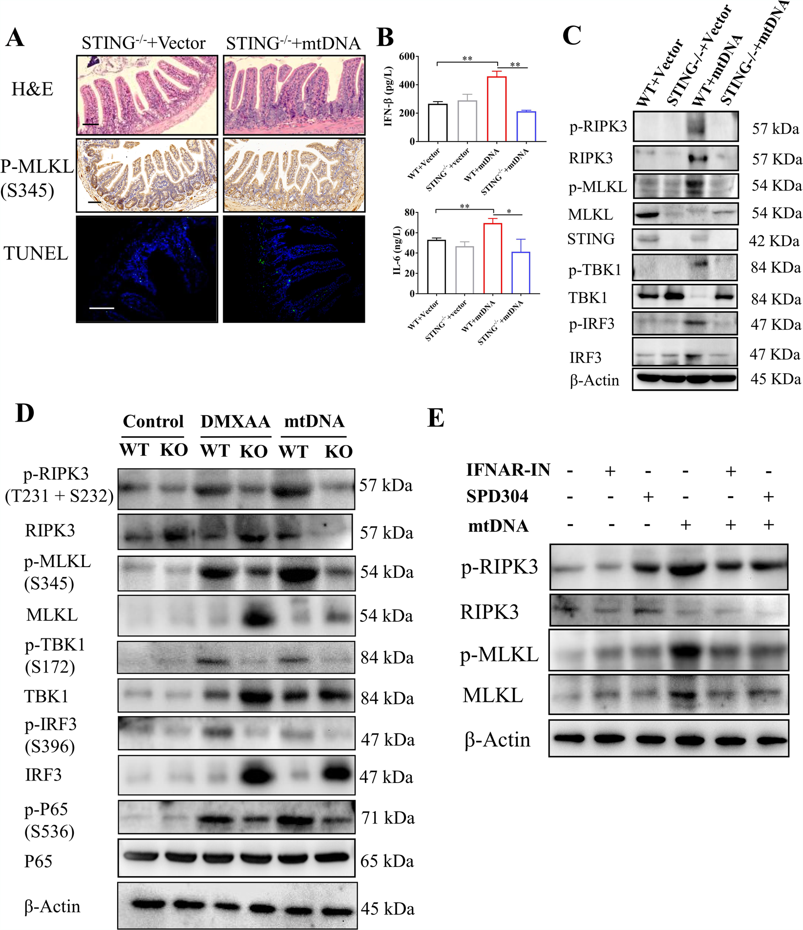 Fig. 3: STING signaling promotes mtDNA-mediated necroptosis.