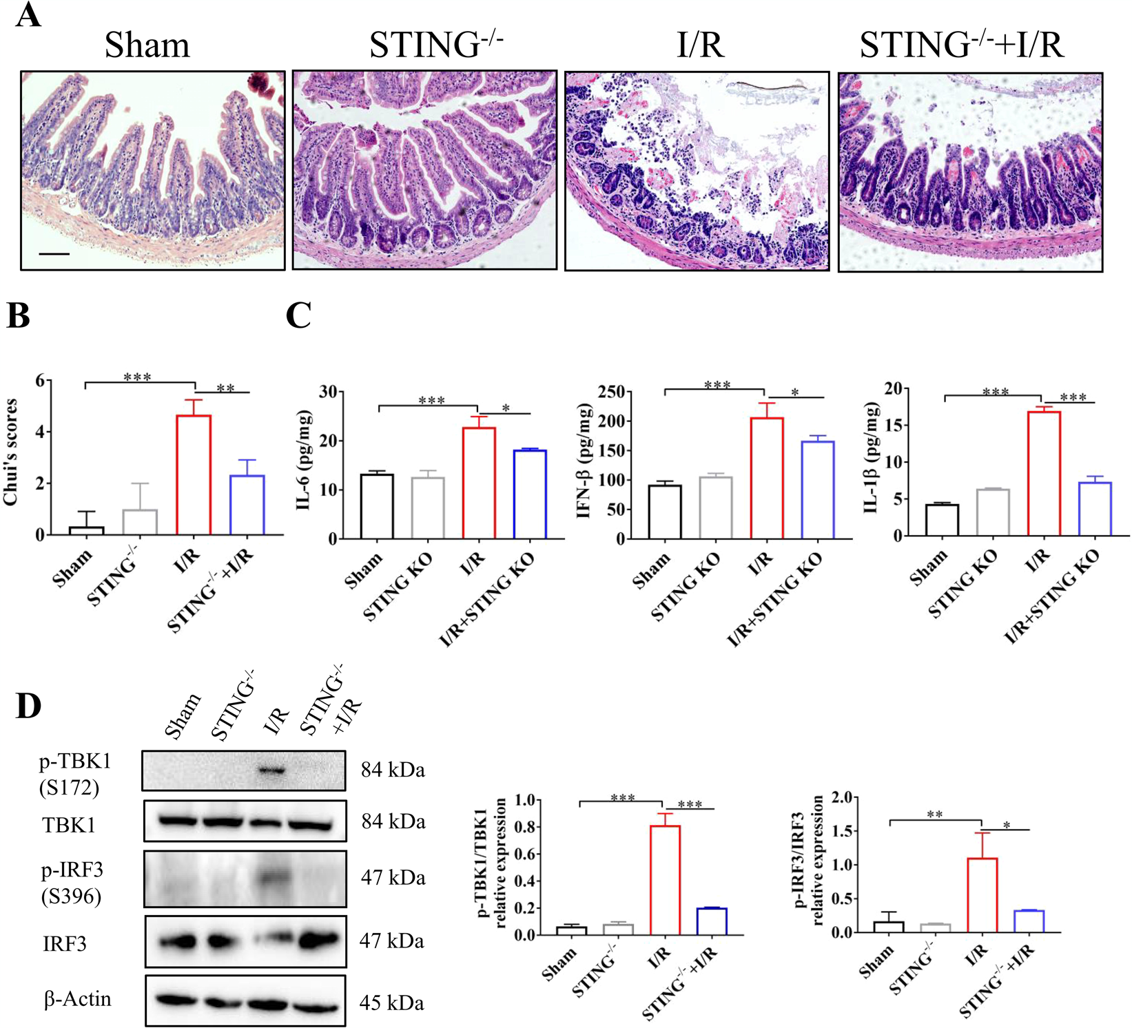 Fig. 5: STING knockout alleviates intestinal I/R injury.