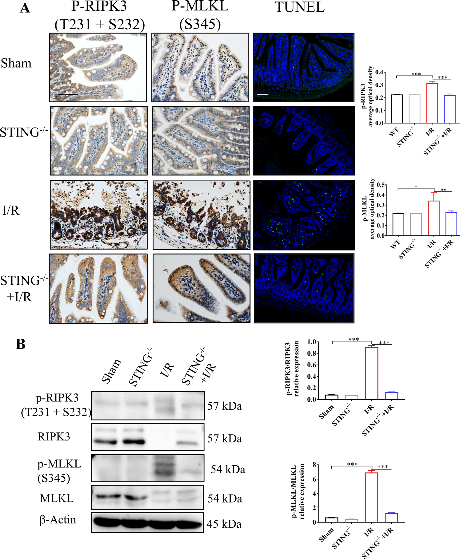 Fig. 6: STING knockout attenuates intestinal necroptosis.