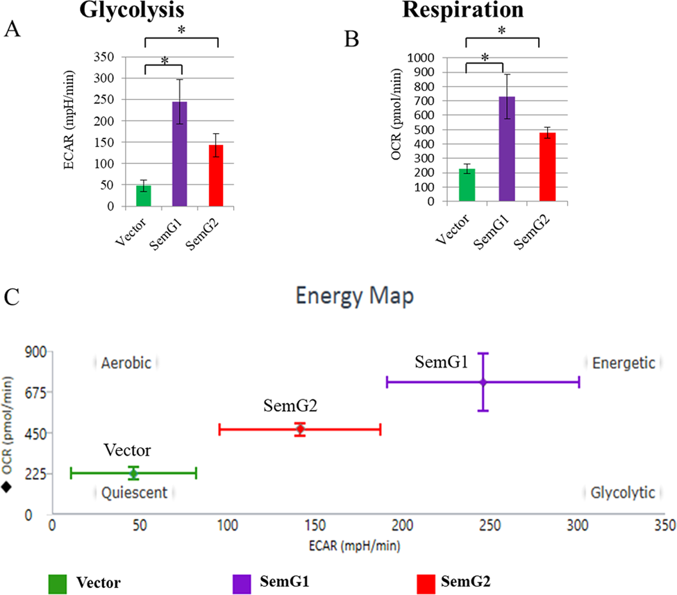Fig. 6: SEMG1 and SEMG2 up-regulate glycolysis and respiration.