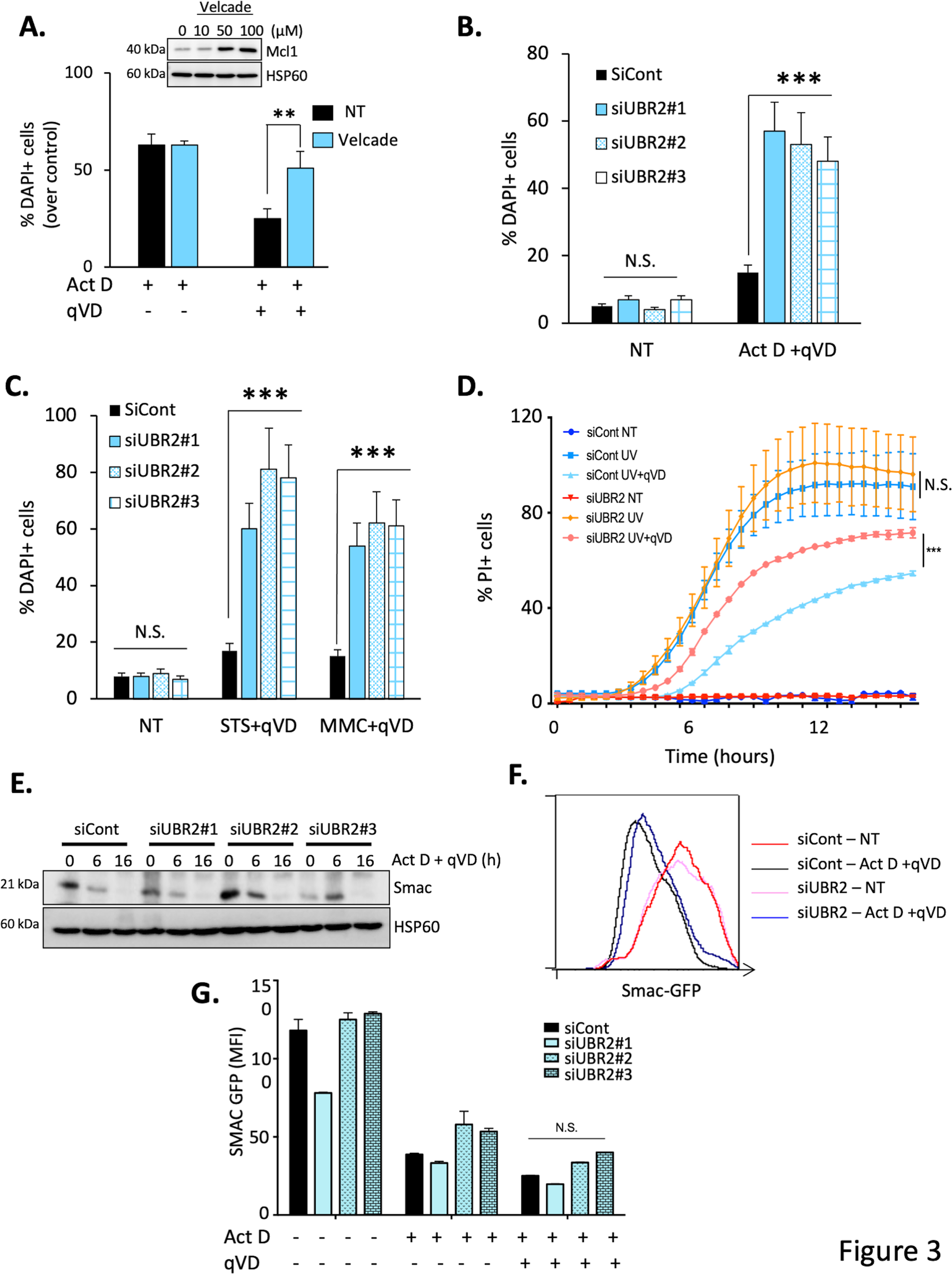 Fig. 3: UBR2 knockdown sensitizes cells to CICD.