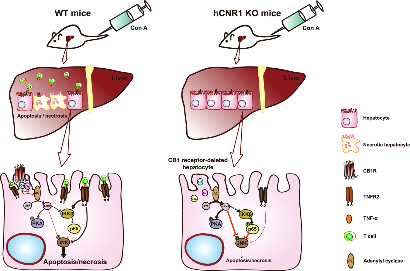 Fig. 7: Schema of the suggested protective mechanism of hepatic cannabinoid 1 (CB1) receptor nullification/blockade on liver injury by Con A treatment.