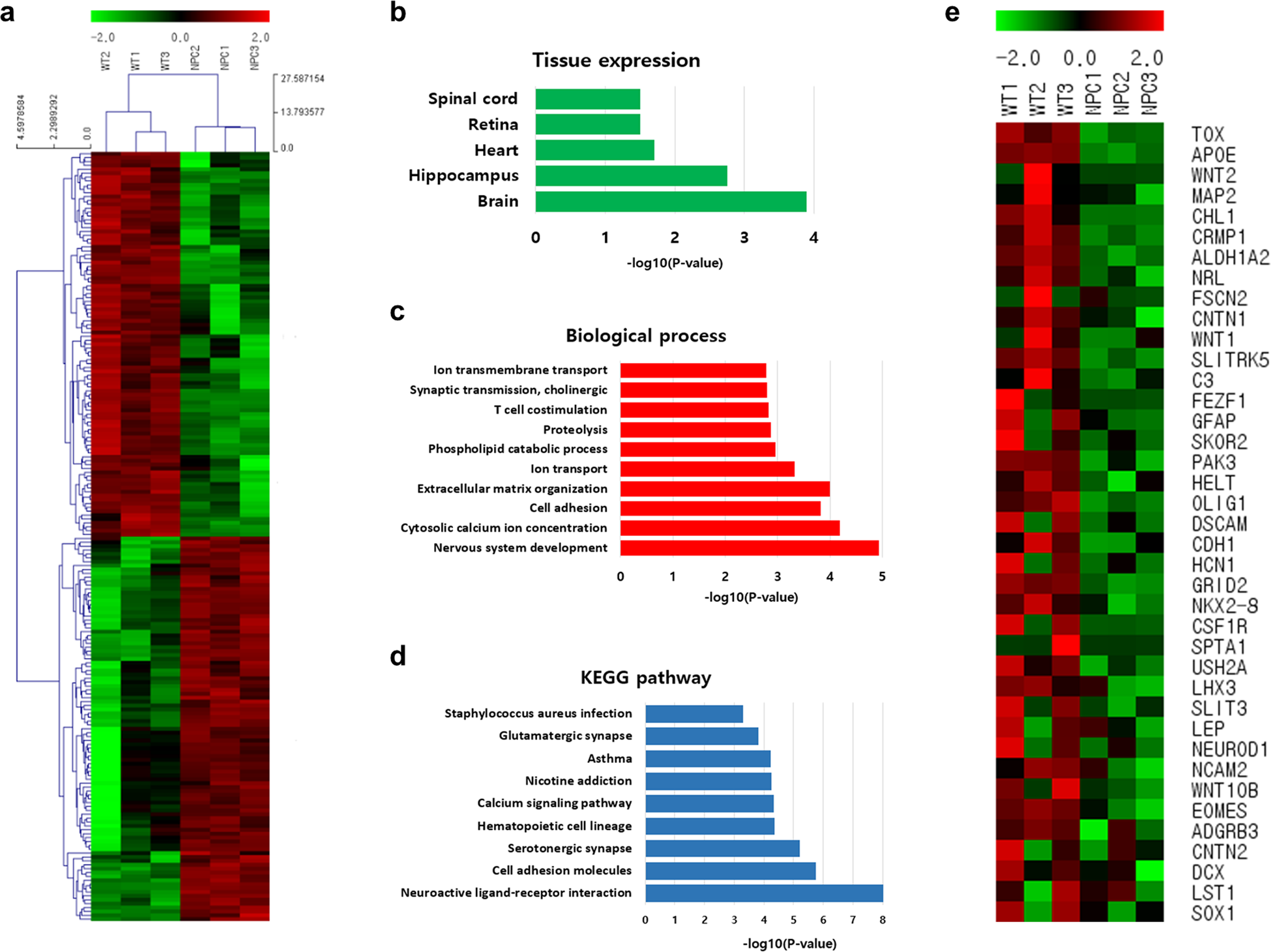 Fig. 5: Gene expression analysis of WT organoids and NPC disease organoids.