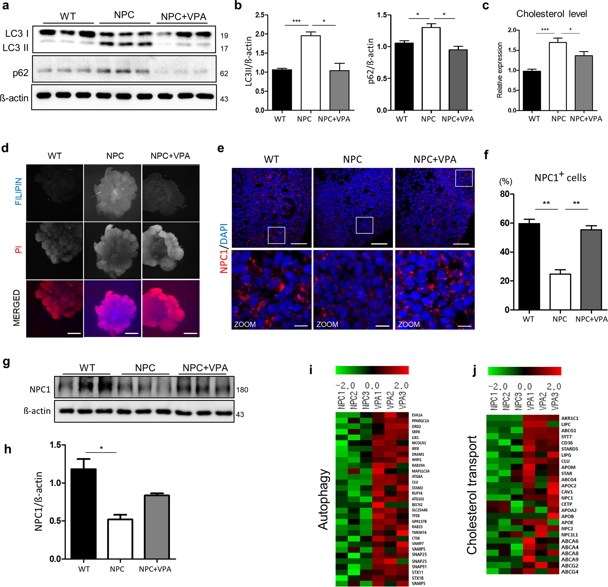 Fig. 7: The therapeutic effect of VPA is dependent on autophagic signaling.
