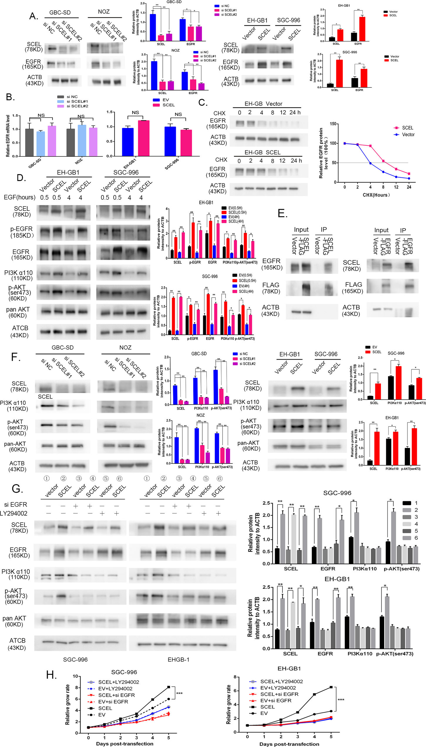 Fig. 3: SCEL promotes gallbladder cancer growth by stablizing EGFR protein expression.