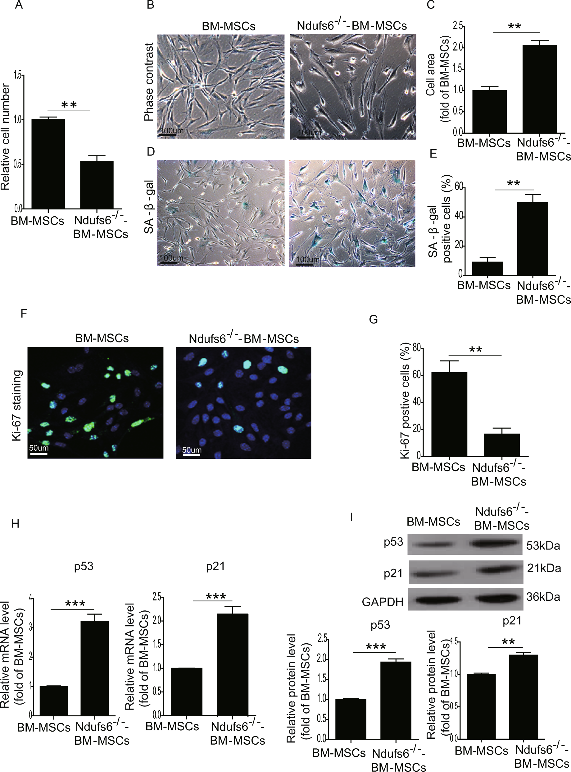 Fig. 2: Ndufs6−/−-BM-MSCs exhibit increased cellular senescence.