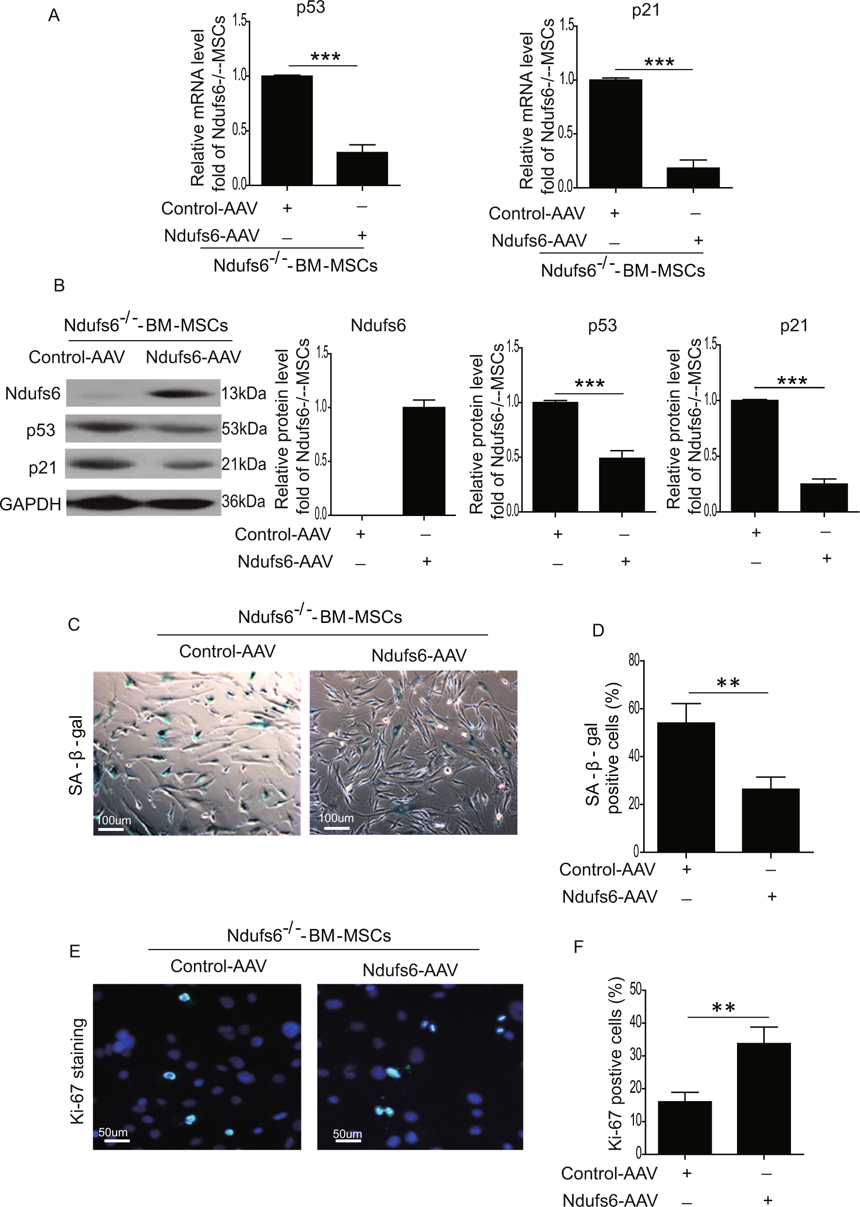 Fig. 4: Overexpression of Ndufs6 in Ndufs6−/−-BM-MSCs decreases cellular senescence.