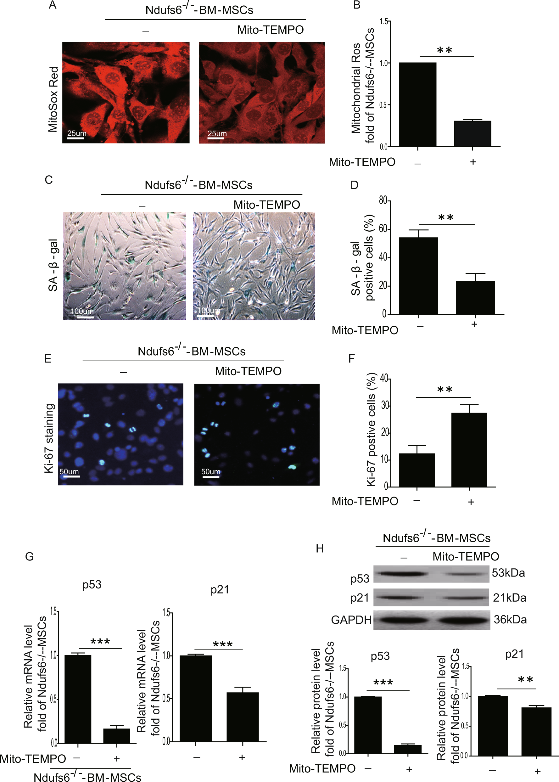 Fig. 6: Inhibition of ROS decreases cellular senescence of Ndufs6−/−-BM-MSCs.