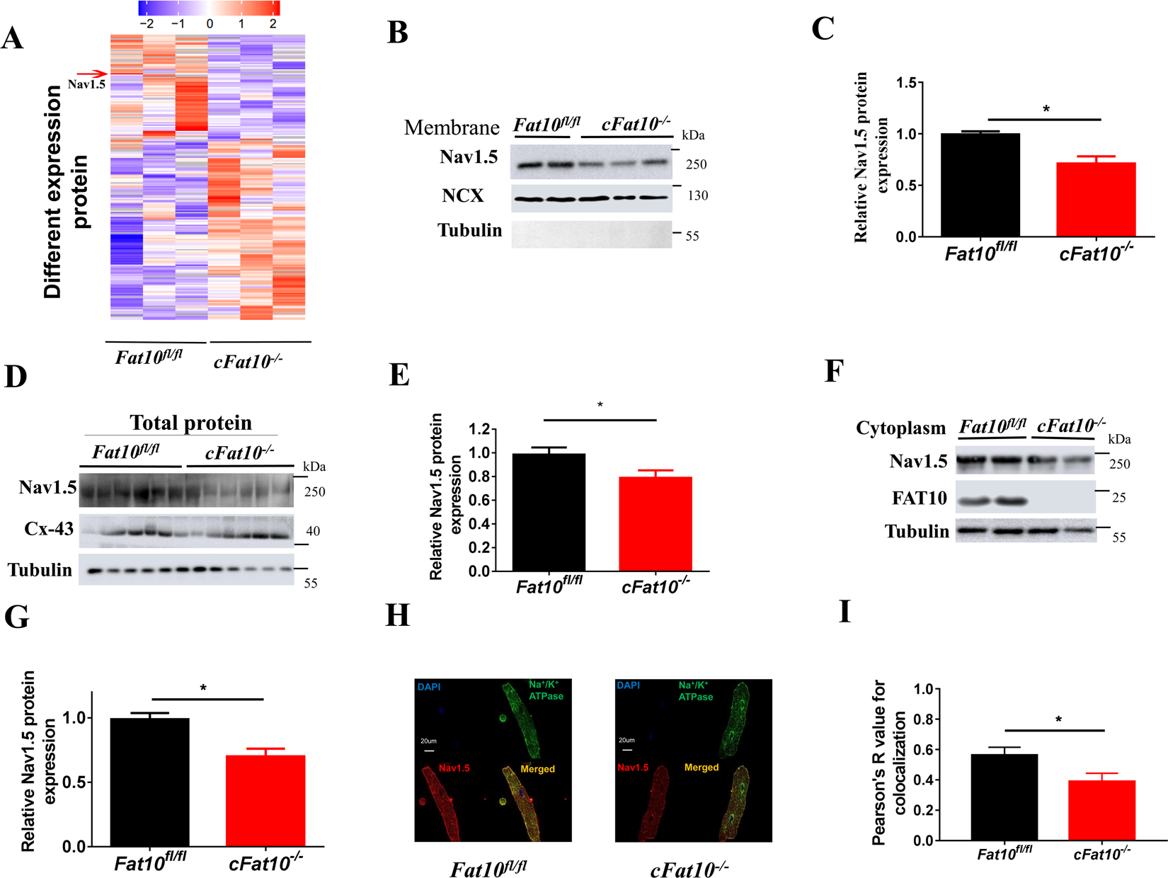 Fig. 2: Nav1.5 protein expression is reduced in Fat10-deficient ventricular myocytes.