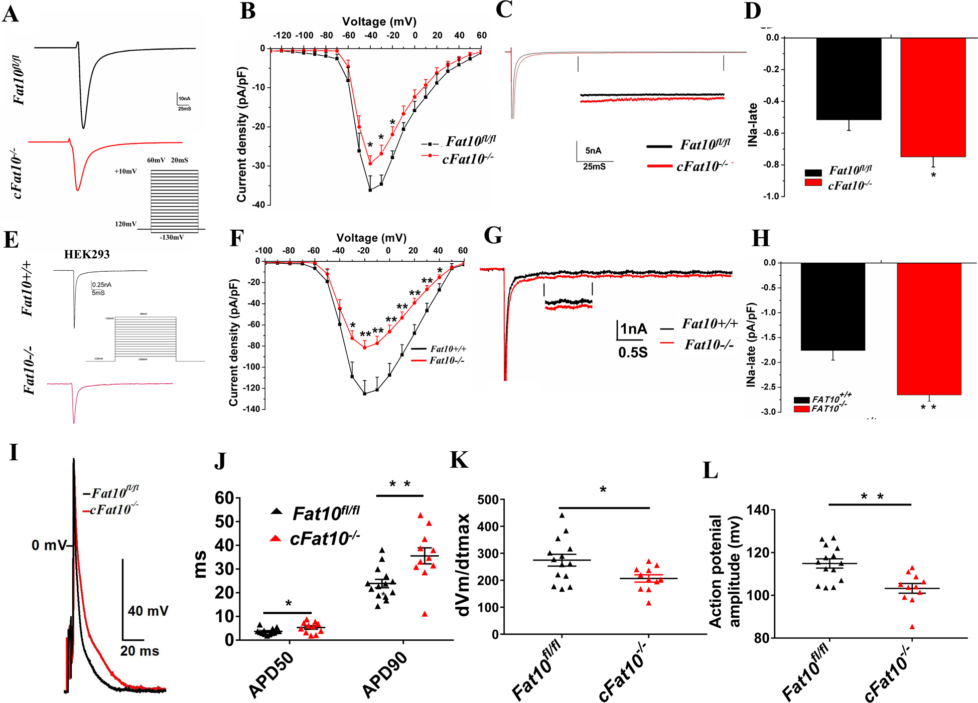 Fig. 3: Sodium current (INa) and action potentials (AP) of cFat10−/− cardiomyocytes.