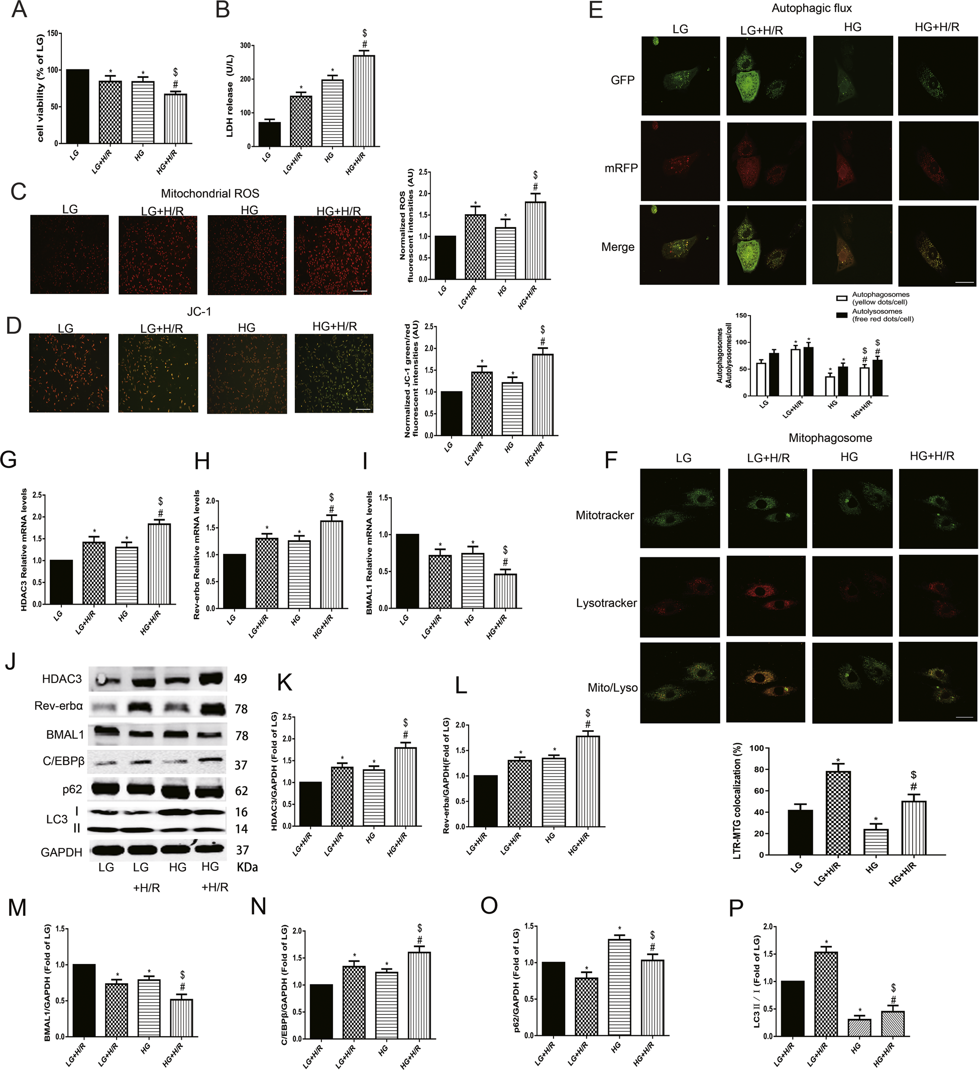 Fig. 5: Upregulated expression of HDAC3 mediated Rev-erbα/BMAL1 in high glucose to increase the vulnerability to H/R by inhibiting mitophagy in neonatal rat cardiomyocytes.