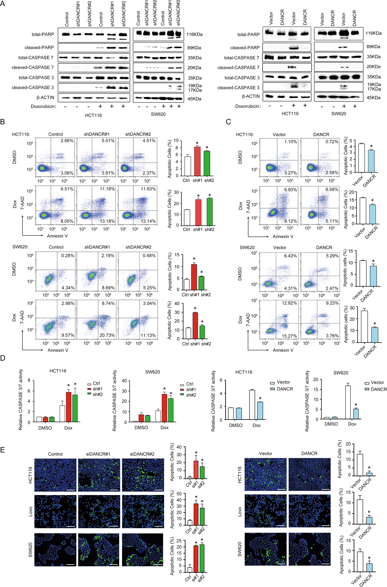 Fig. 2: DANCR regulated apoptosis of colorectal cancer cells in vitro.