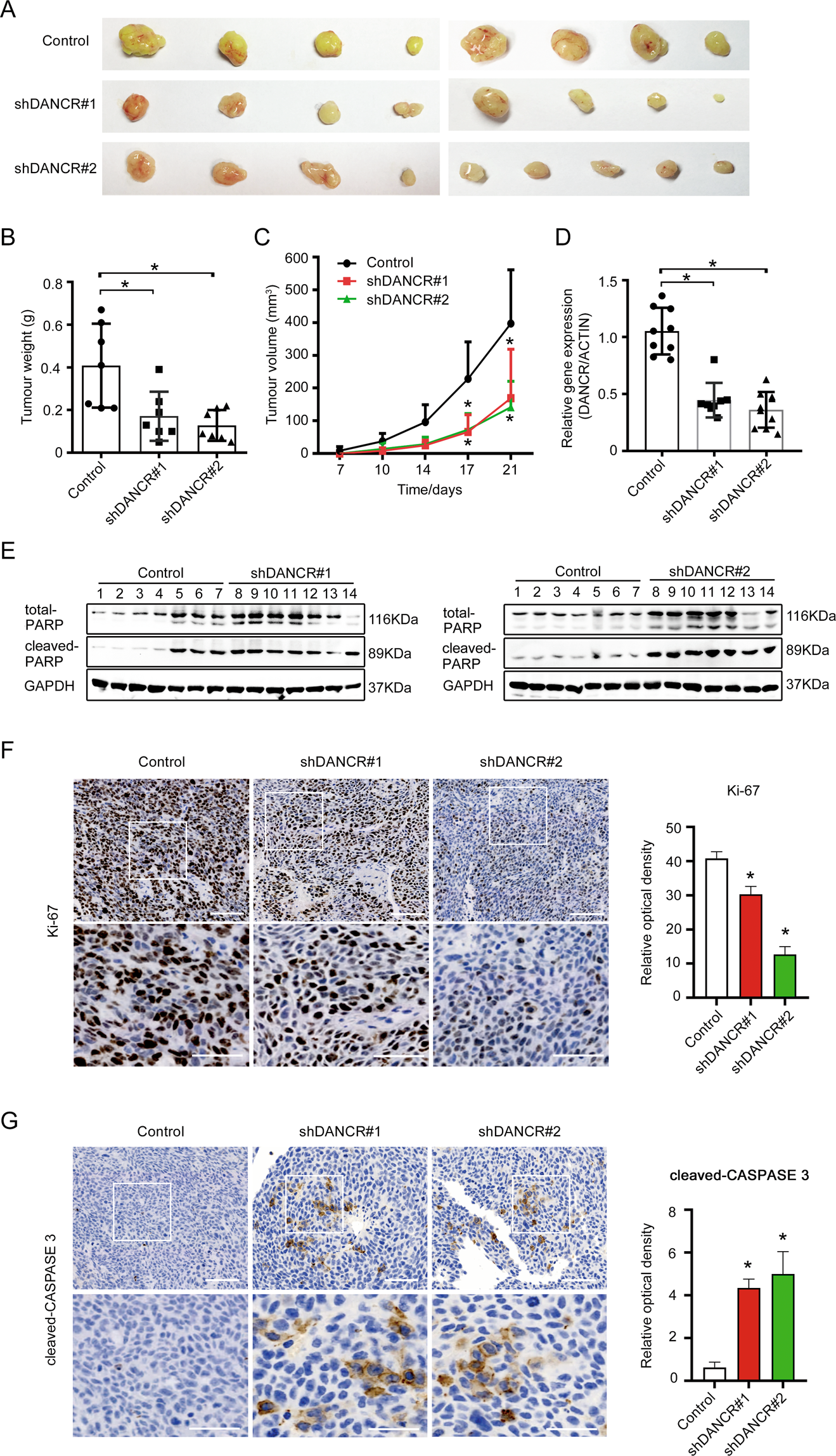 Fig. 3: DANCR suppressed apoptosis of colorectal cancer cells in vivo.