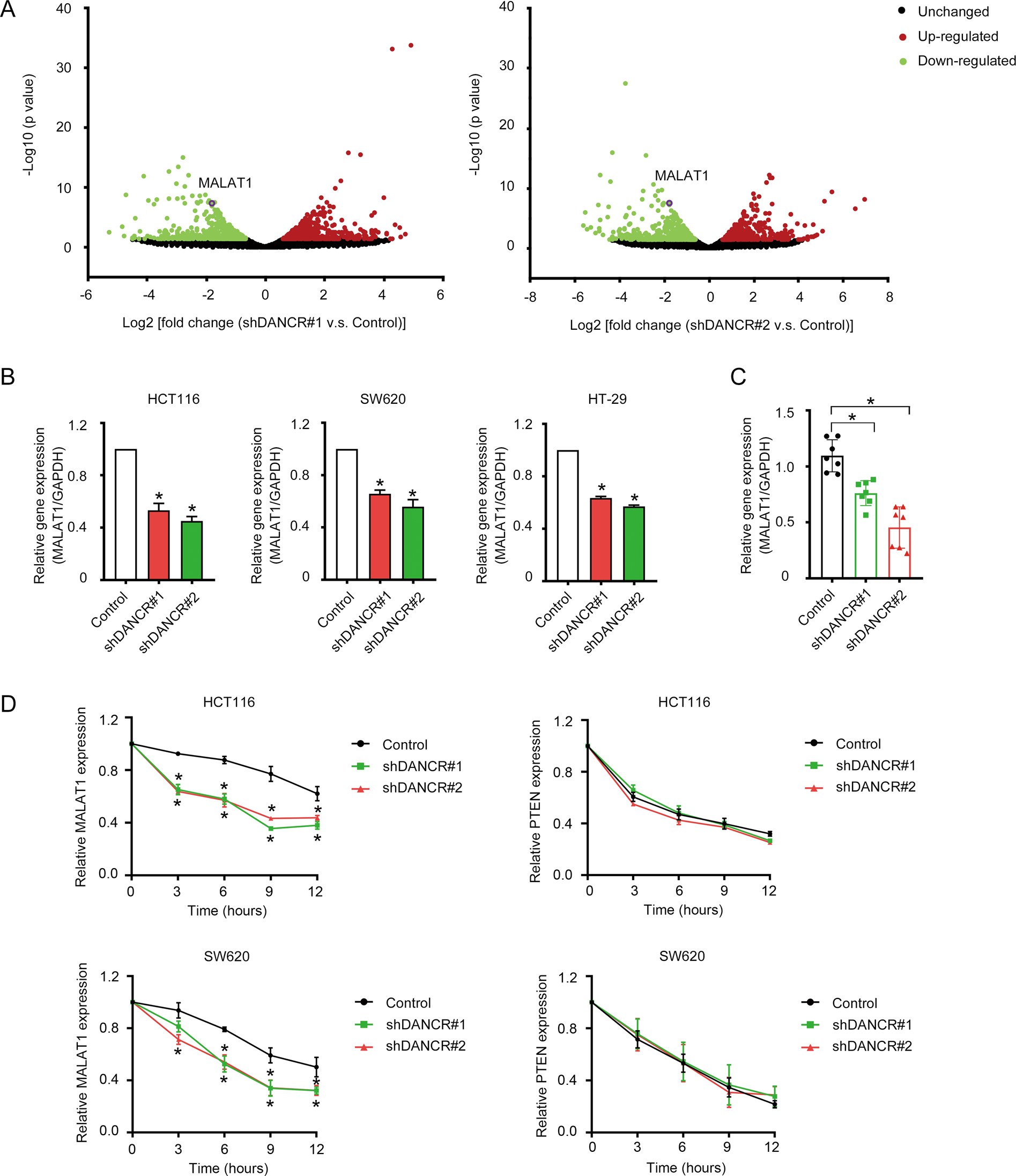 Fig. 4: DANCR modulated MALAT1 expression by enhancing the RNA stability of MALAT1.