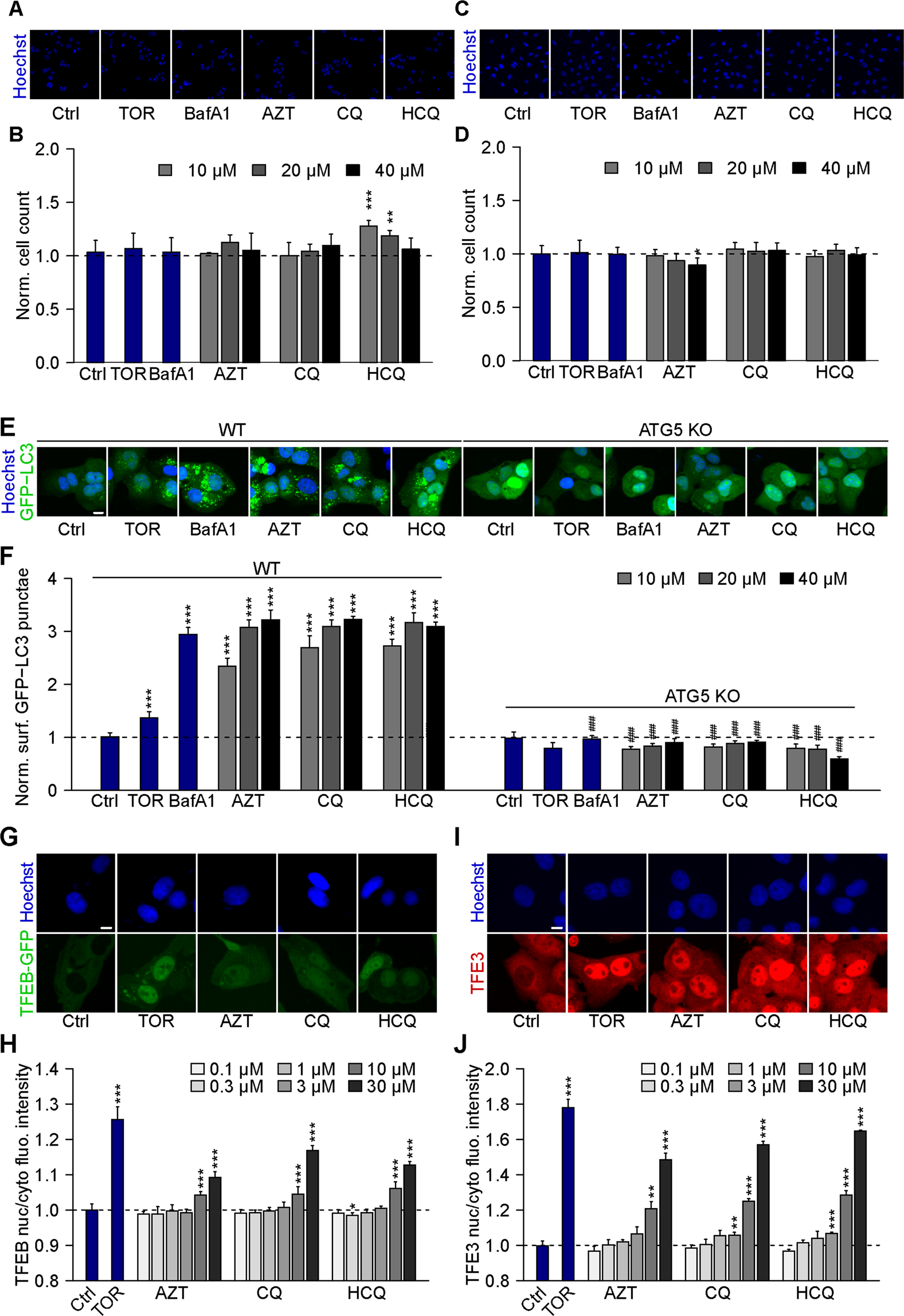 Fig. 1: Chloroquine, hydroxychloroquine, and azithromycin induce the formation of LC3 puncta and trigger TFEB/TFE3 translocation.