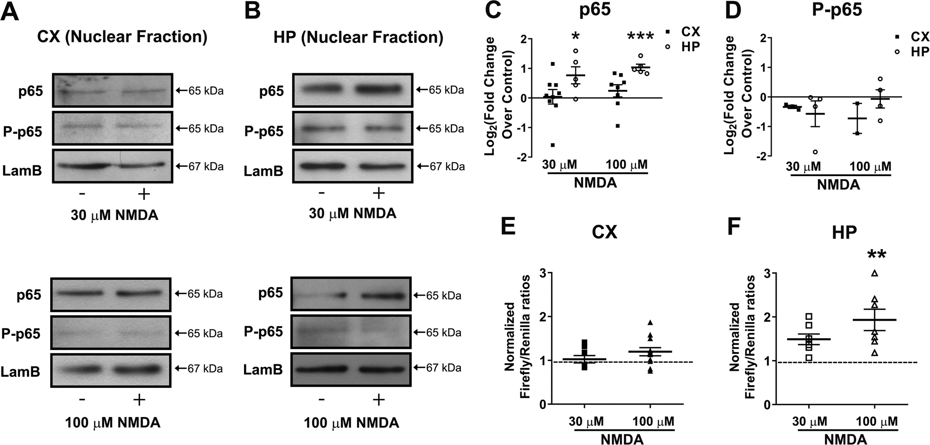 eNOS-dependent S-nitrosylation of the NF-κB subunit p65 has neuroprotective  effects | Cell Death & Disease