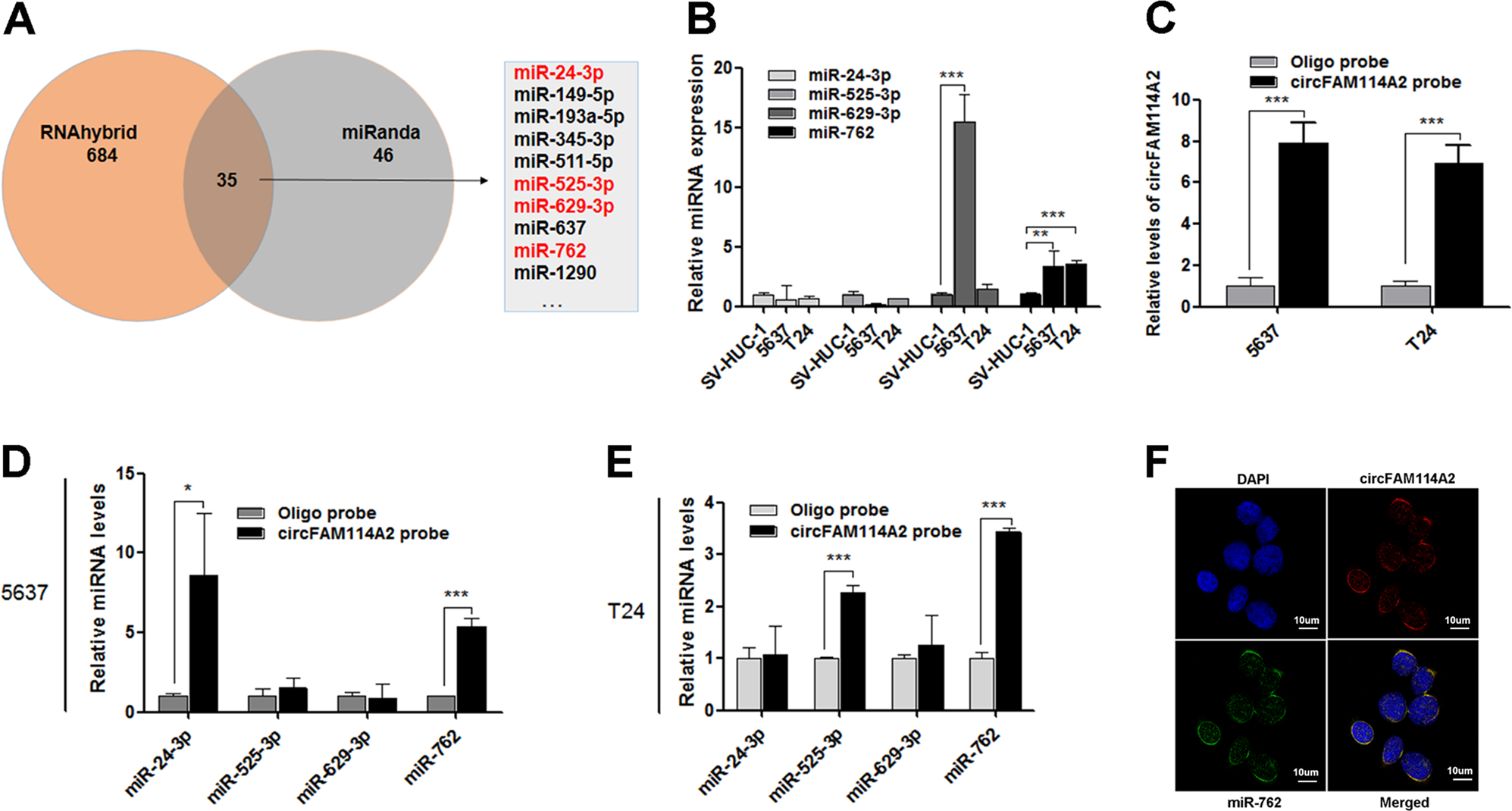 Fig. 3: circFAM114A2 serves as sponge of miR-762 in UCB cells.