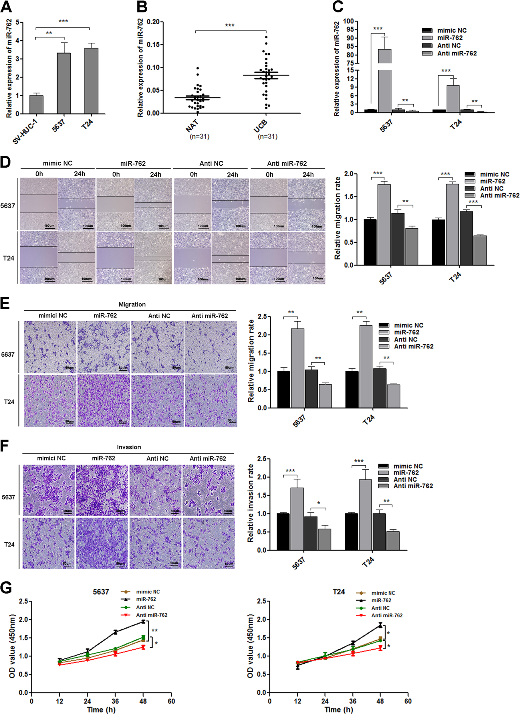 Fig. 4: miR-762 promotes migration, invasion and proliferation of UCB cells in vitro.