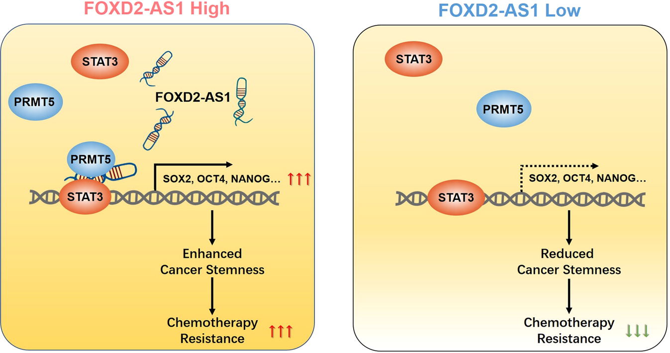 Fig. 7: Proposed mechanism of FOXD2-AS1-mediated STAT3 activation in LSCC.
