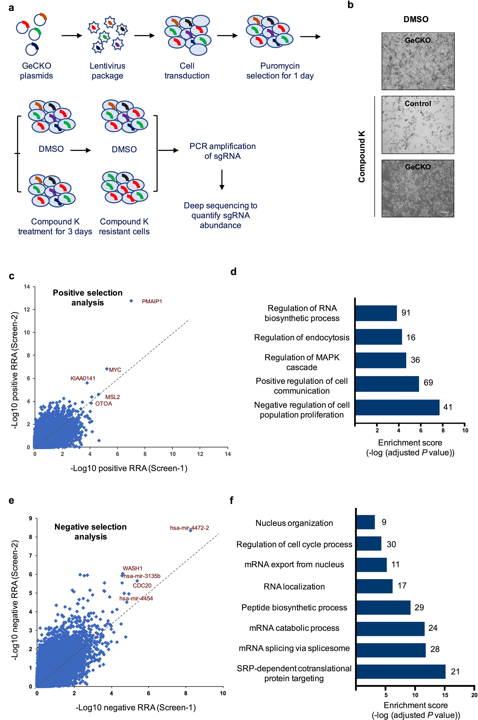 Fig. 2: High-throughput screenings identify CK-resistant and CK-sensitive genes.