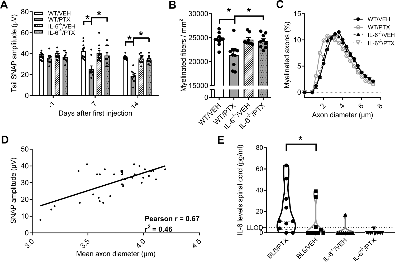 Fig. 2: Electrophysiology and histology of paclitaxel-induced neuropathy in IL-6 knockout vs. wild-type mice.