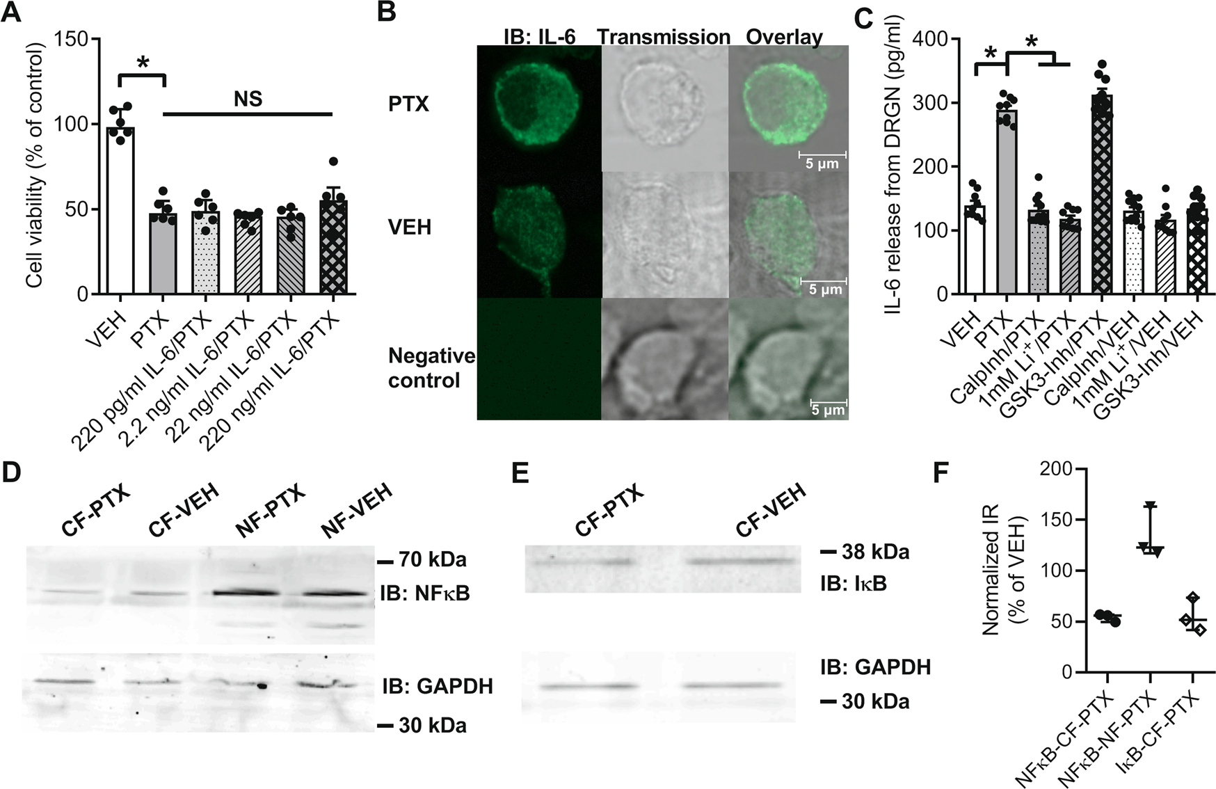 Fig. 3: Paclitaxel induces IL-6 production in dorsal root ganglia neurons (DRGN).