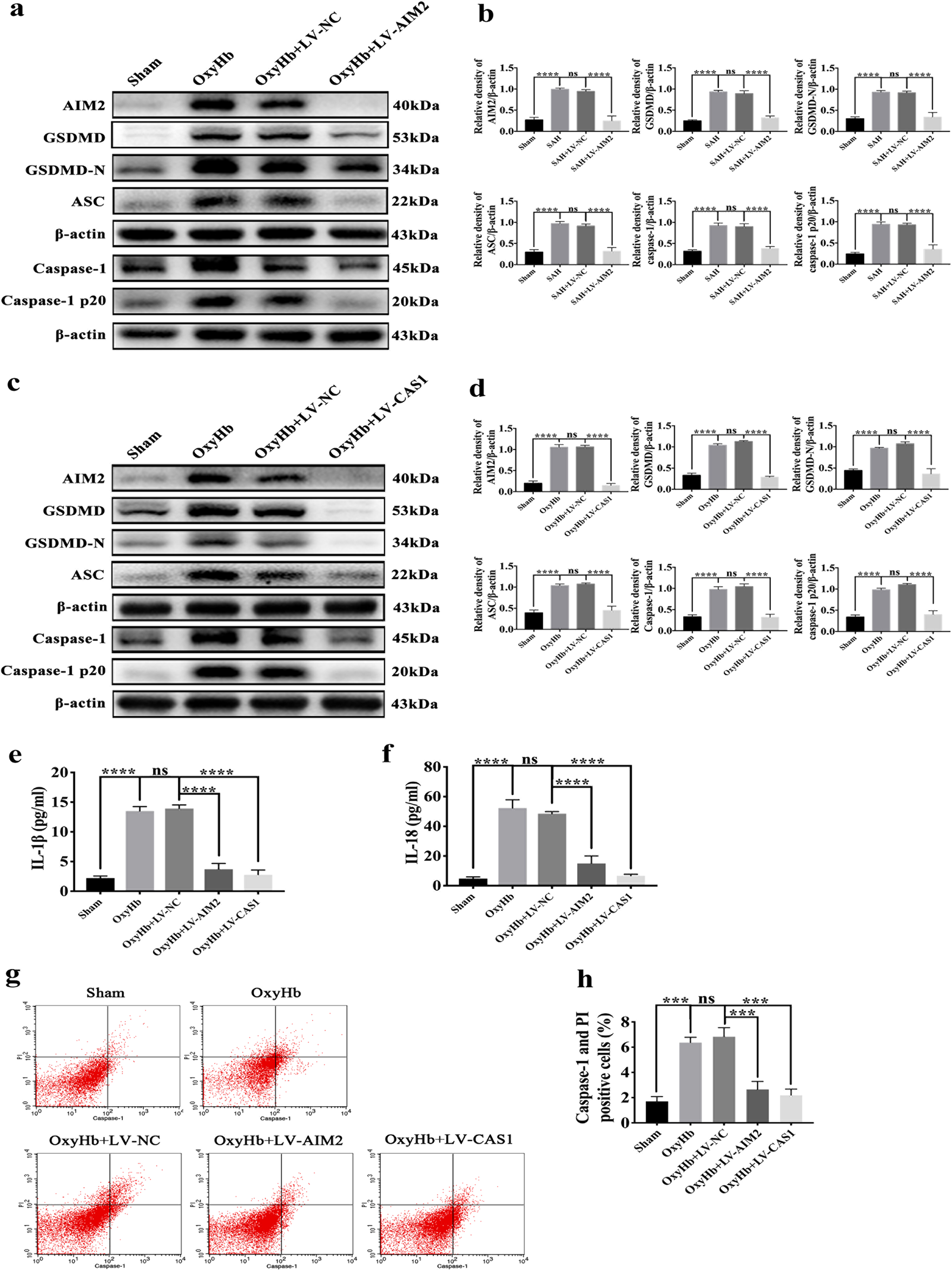 Fig. 6: Effects of inhibited AIM2 inflammasome activation on GSDMD-induced pyroptosis in primary cortical neurons exposed to oxyHb.
