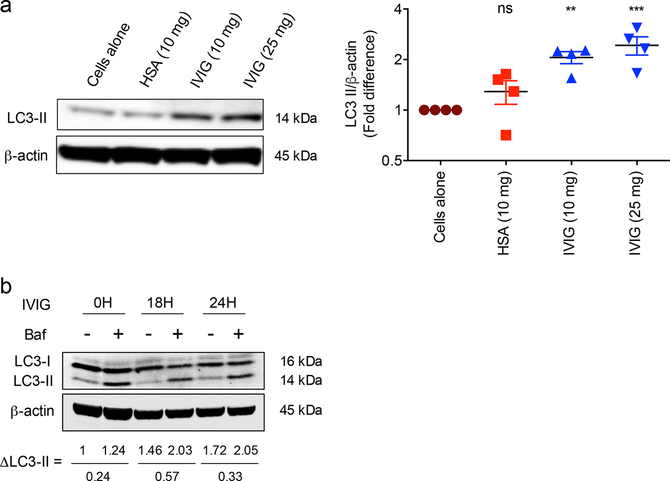Intravenous Immunoglobulin Mediates Anti Inflammatory Effects In Peripheral Blood Mononuclear Cells By Inducing Autophagy Cell Death Disease