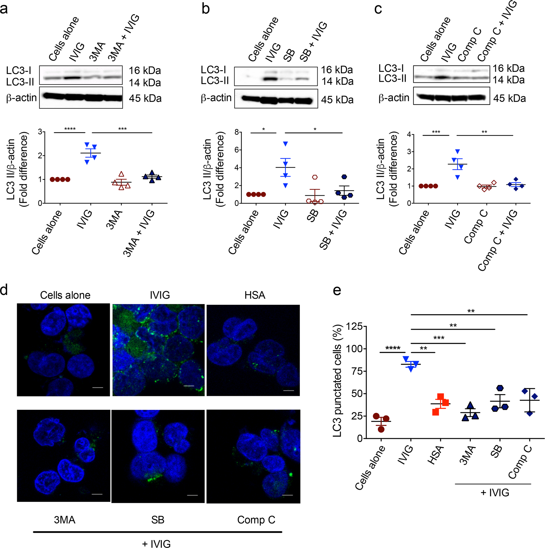 Fig. 5: Inhibition of Class III PI3K, p38MAPK and AMPK kinases abrogates IVIG-induced autophagy in monocytes.