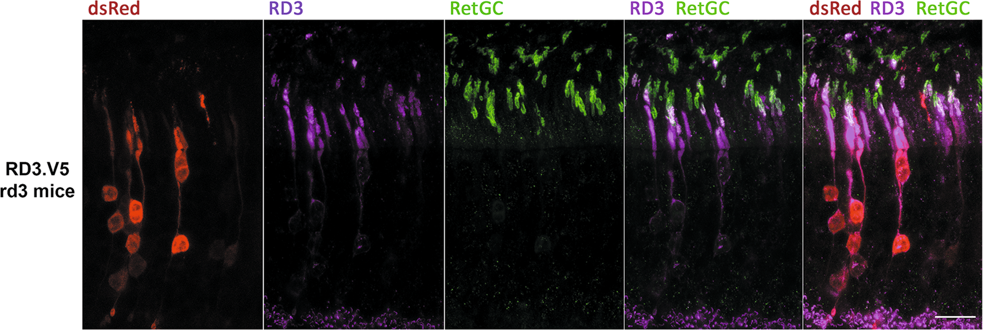 Fig. 4: Subcellular localization of RD3 protein in murine retinas.