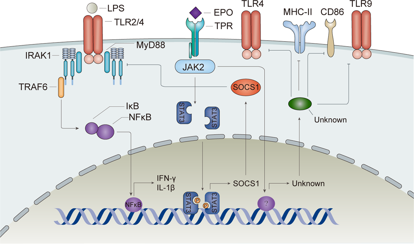 Fig. 2: EPO suppresses the maturation of dendritic cells.
