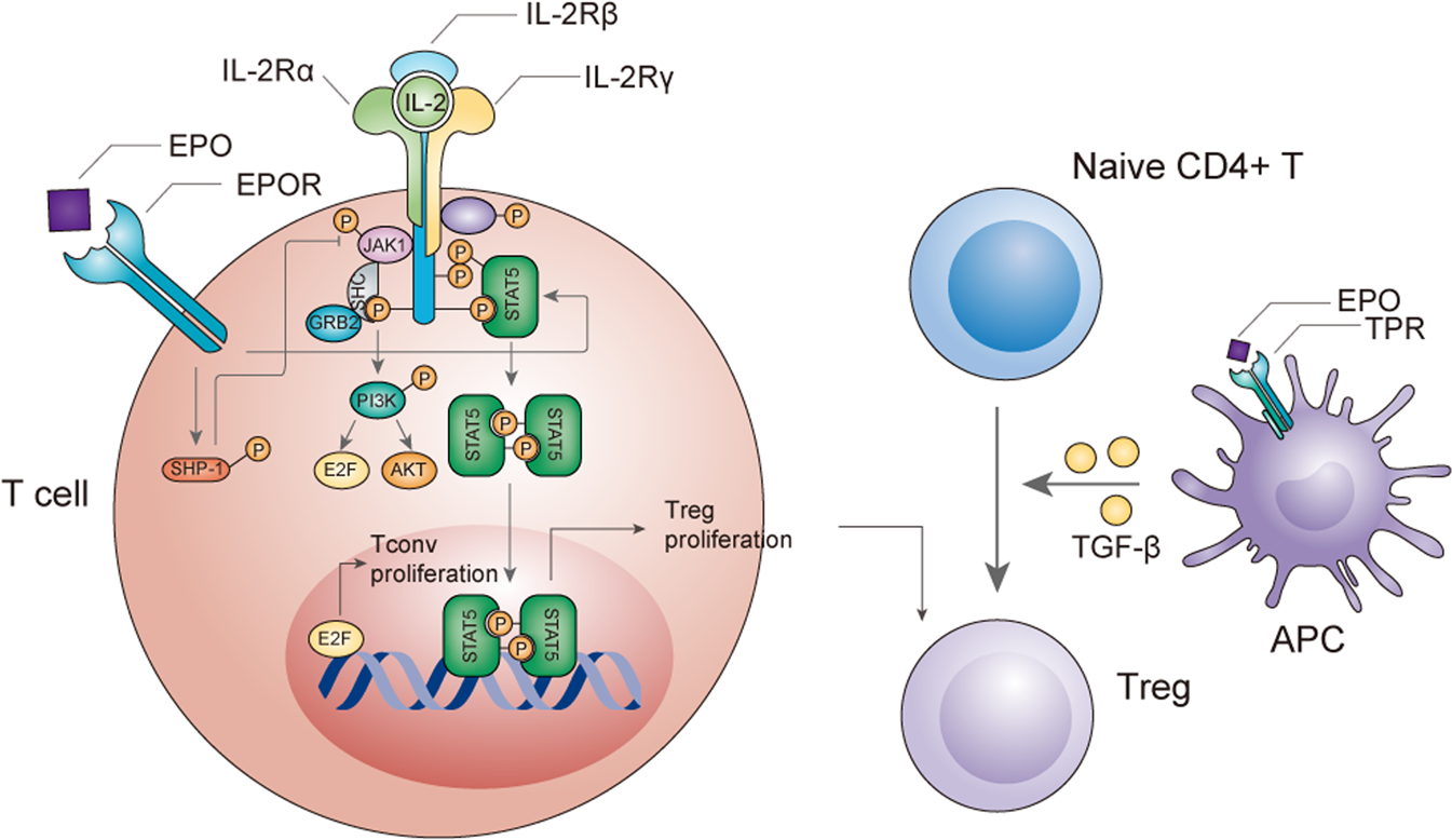 Fig. 3: The effects of EPO on T cells.