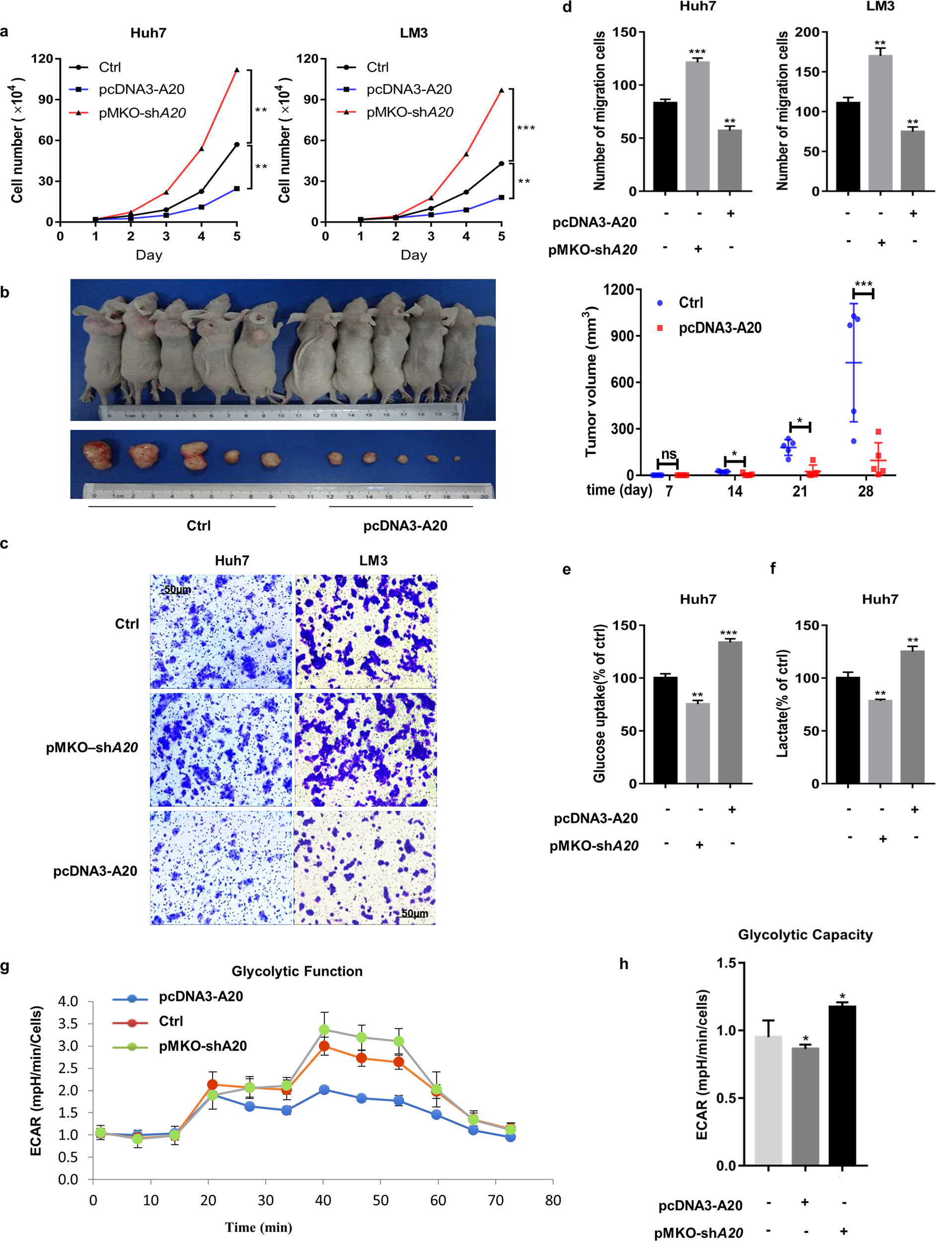 Fig. 1: A20 is linked to glucose metabolism in HCC cells.