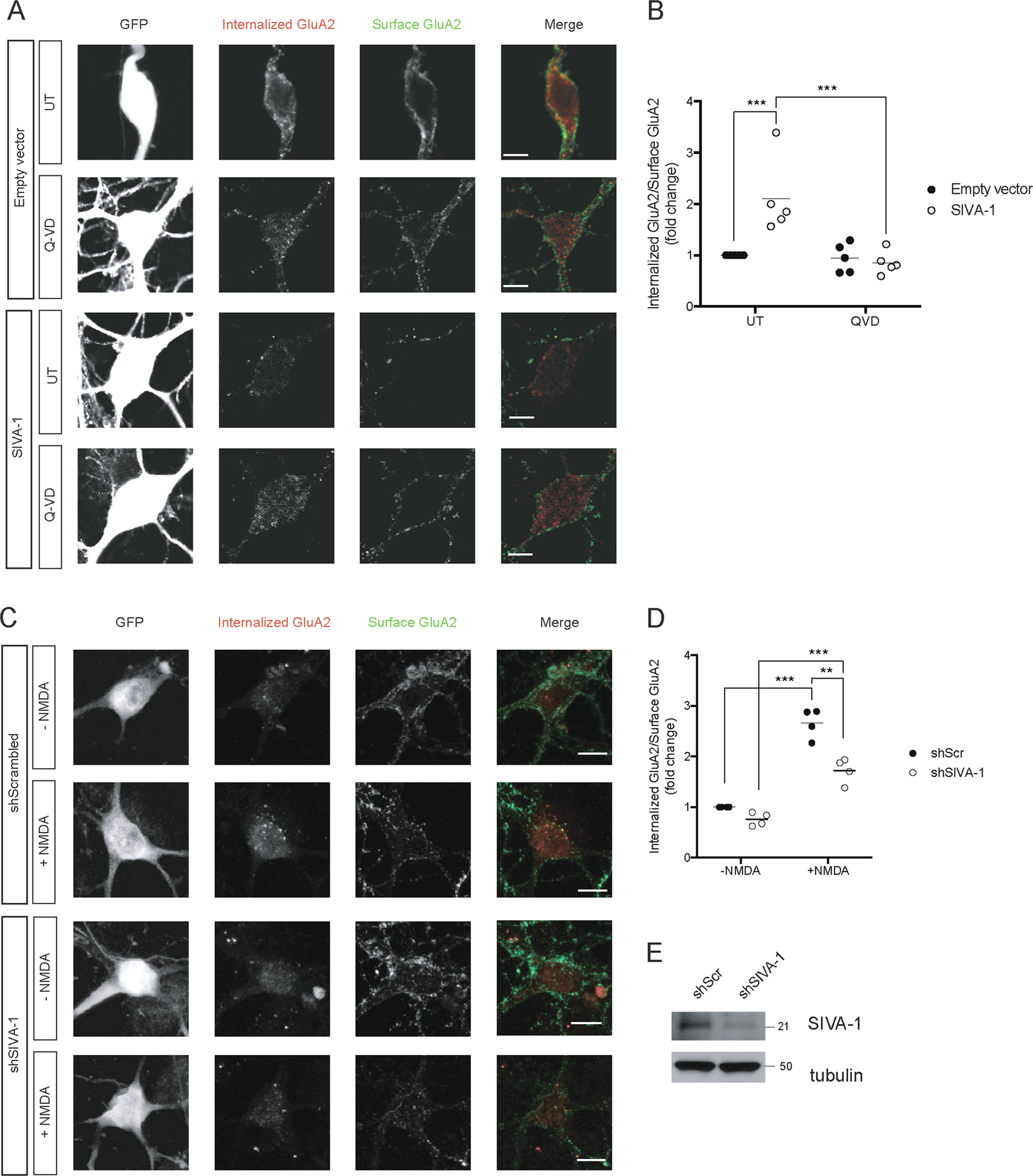 Fig. 7: SIVA-1 modulates AMPAR internalization in a caspase-dependent manner.