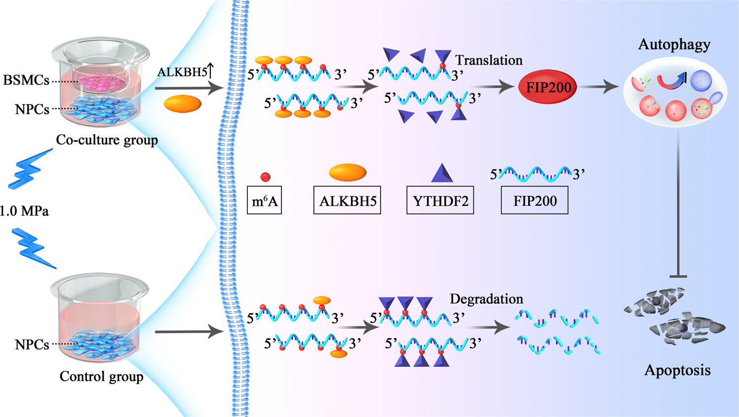 Fig. 7: Schematic overview of the role of BMSCs in alleviating apoptosis of NPCs by m6A modification of mRNAs that play a role in autophagy.