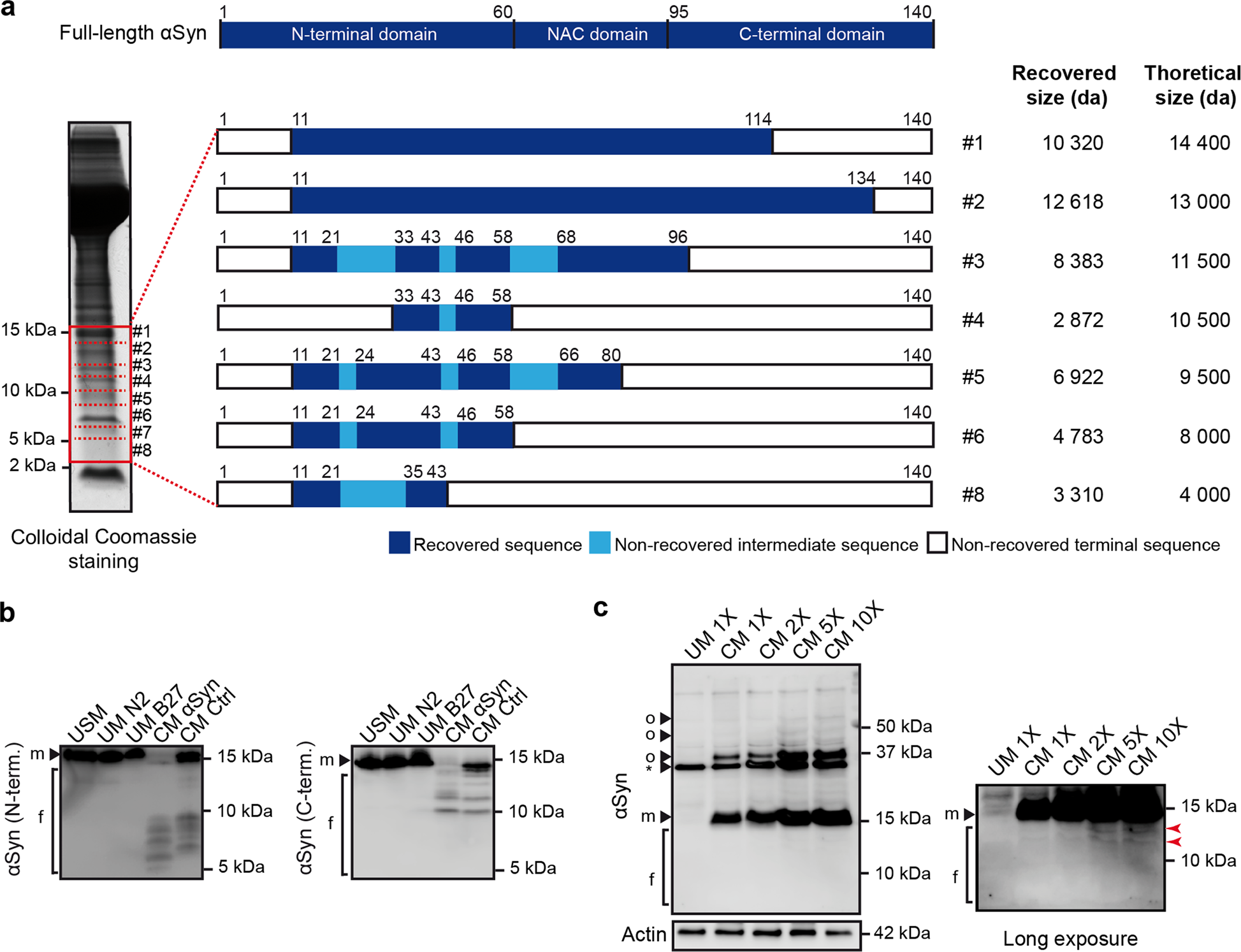Fig. 2: Identification of αSyn fragments in conditioned medium of αSyn-overexpressing LUHMES neurons and their uptake by naïve cells.