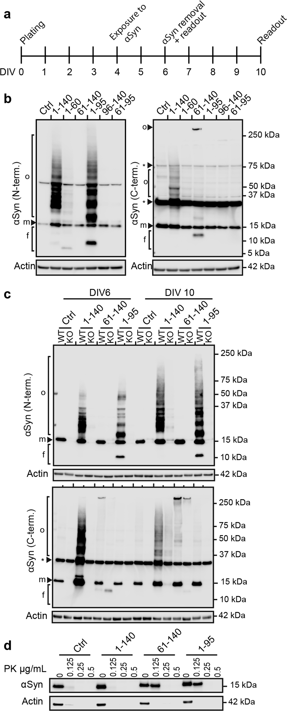 Fig. 5: αSyn fragments induce different aggregation patterns in LUHMES neurons.